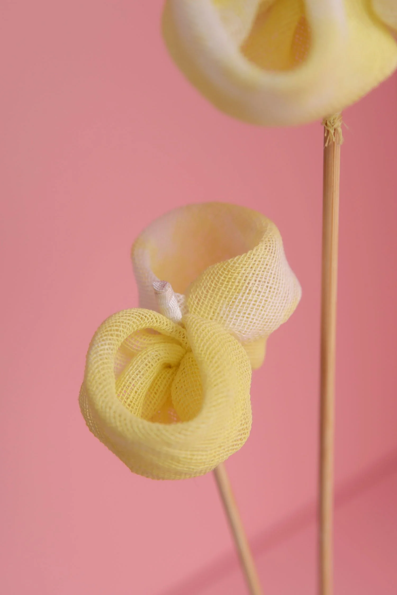 loraPerennis_lemon_t.jpg