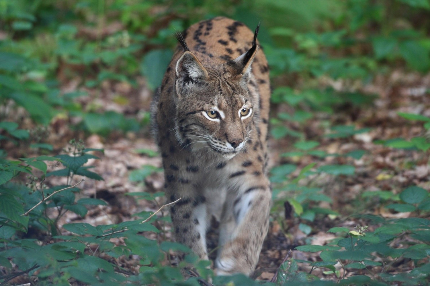 Luchs (c) Jörg Pukownik.jpeg