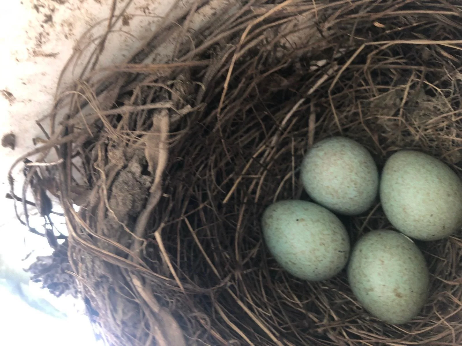 Social Egg Freezing ist eine unsoziale Lösung