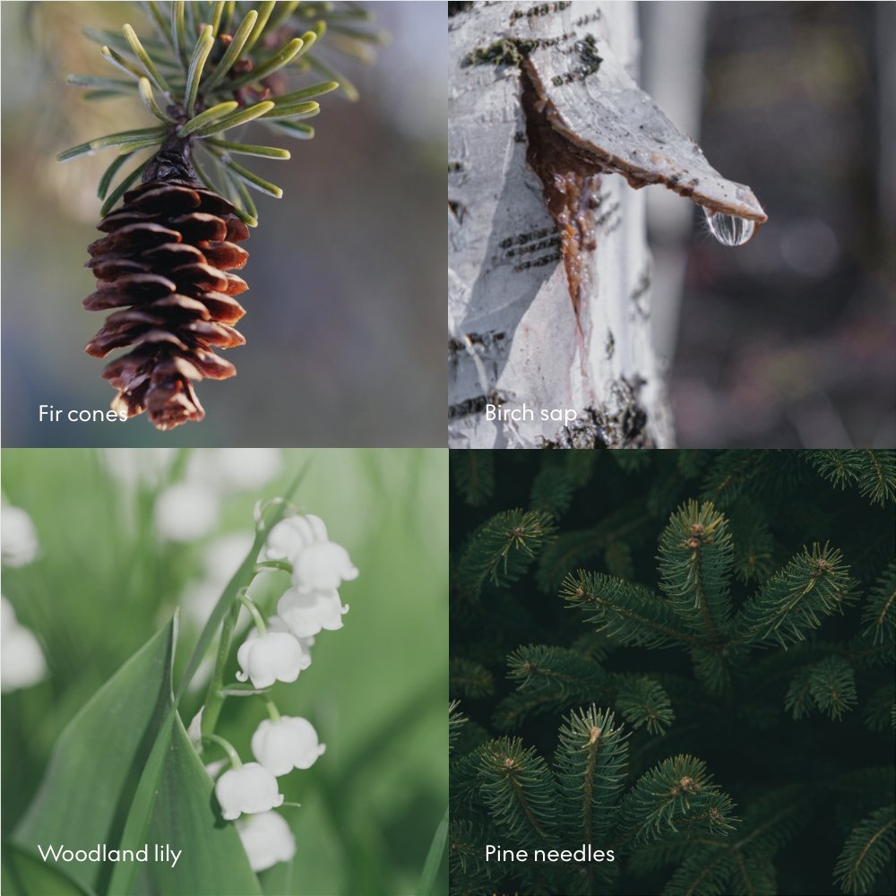 SKOG Scent Notes.jpeg