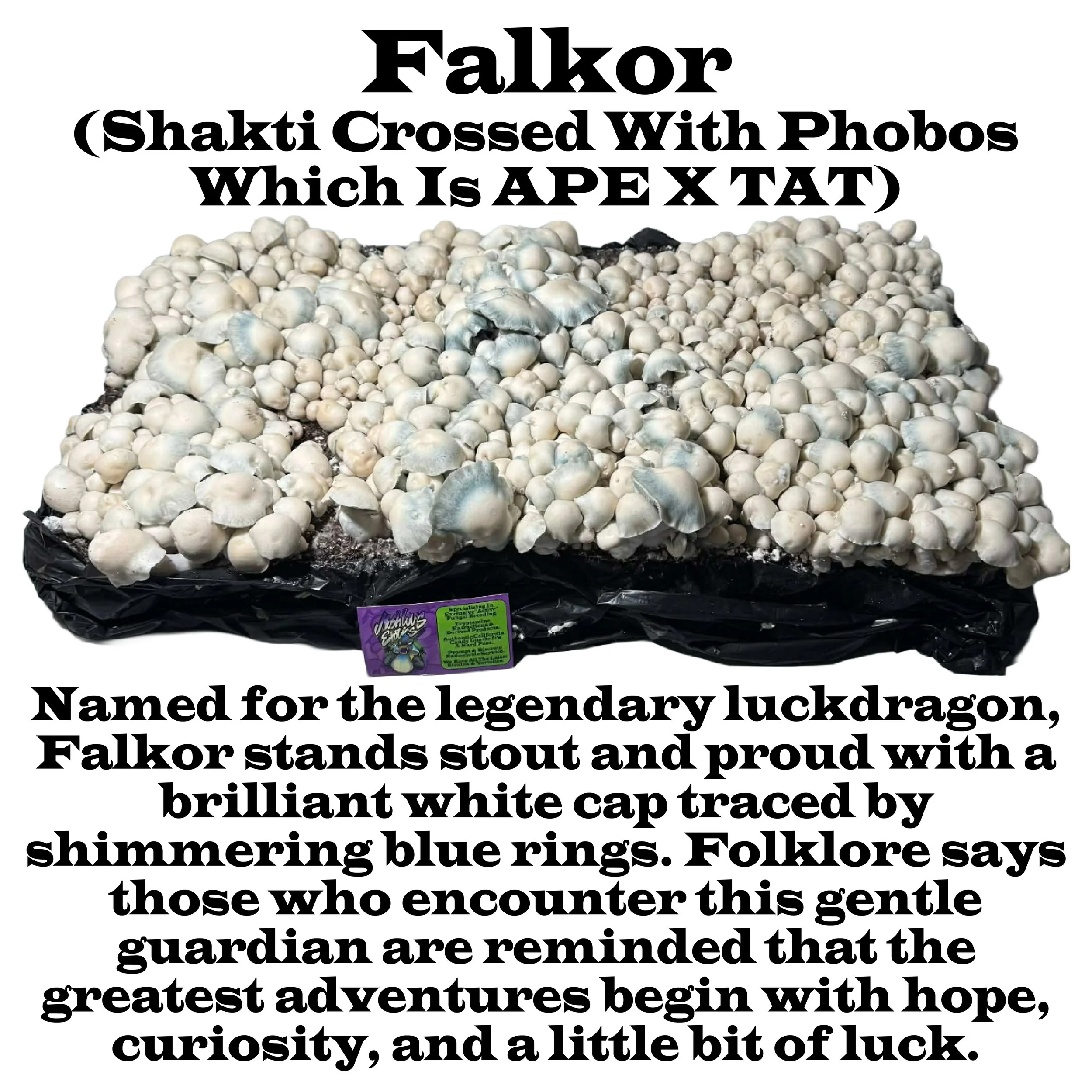 Falkor Squared Label 2026.jpg
