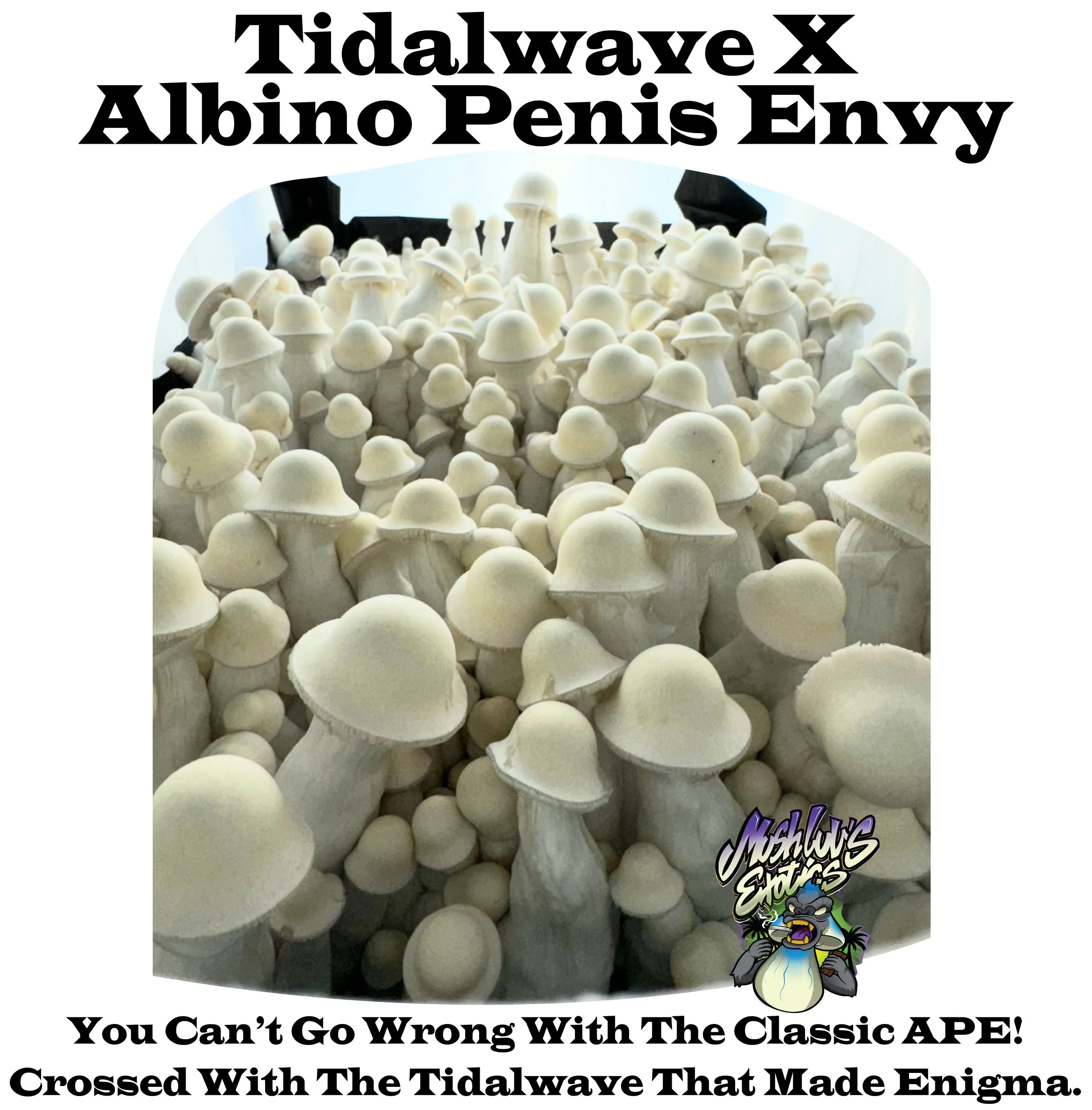 Tidalwave X Albino Penis Envy