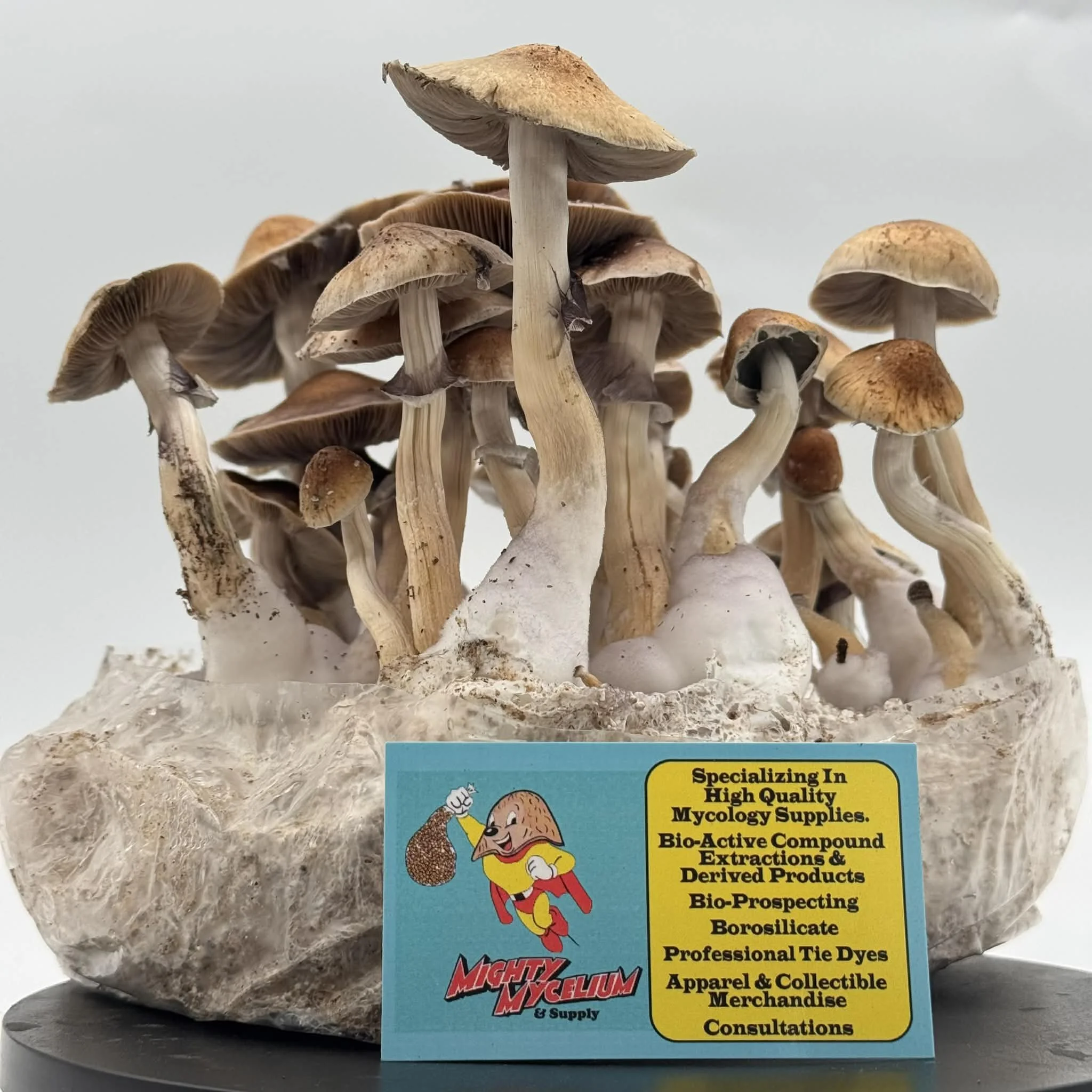 Guzman's Sub-Cubensis