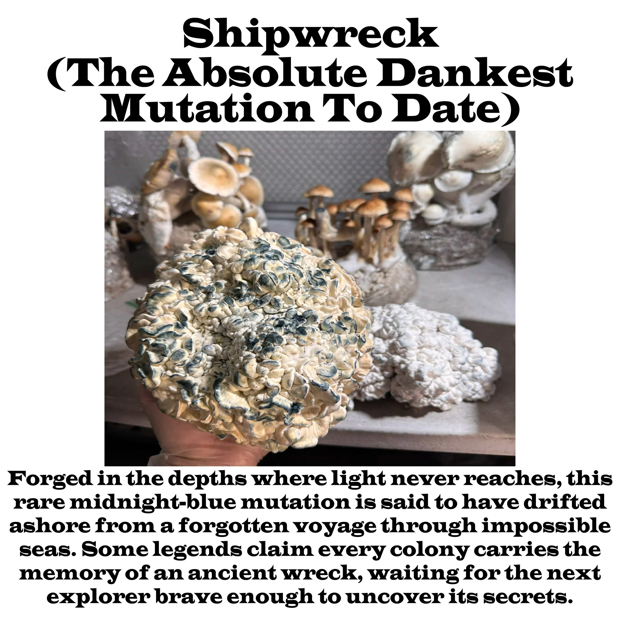 Shipwreck