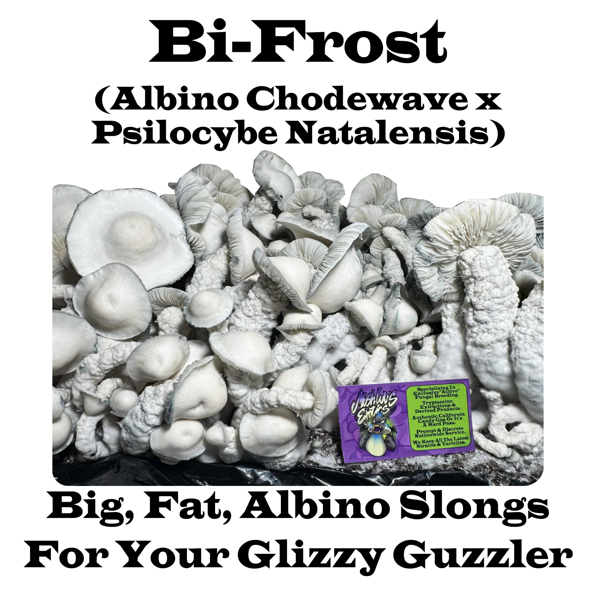 Bi-Frost Label Squared V2.jpg