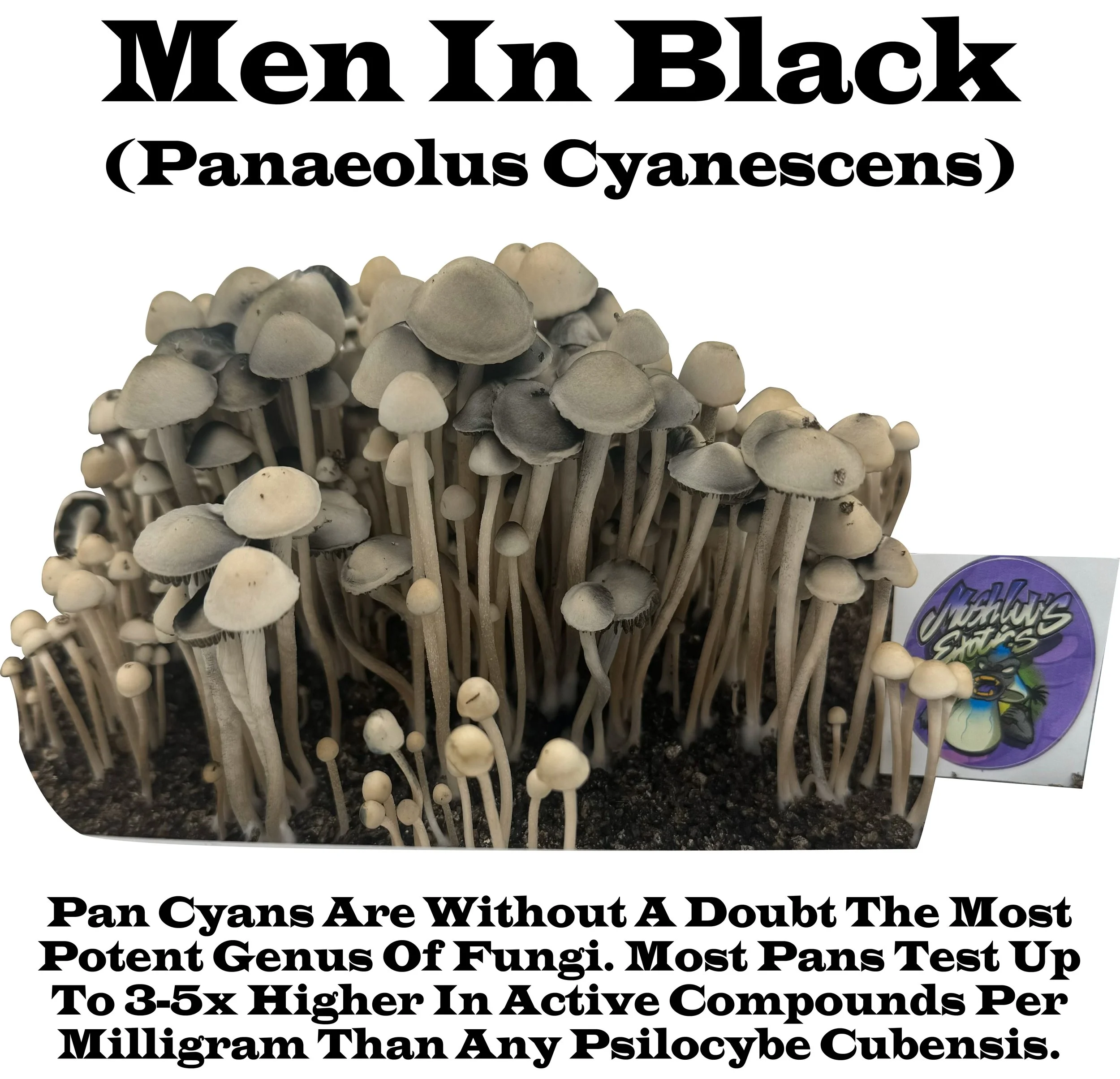 Panaeolus Cyanescens "Men in Black"