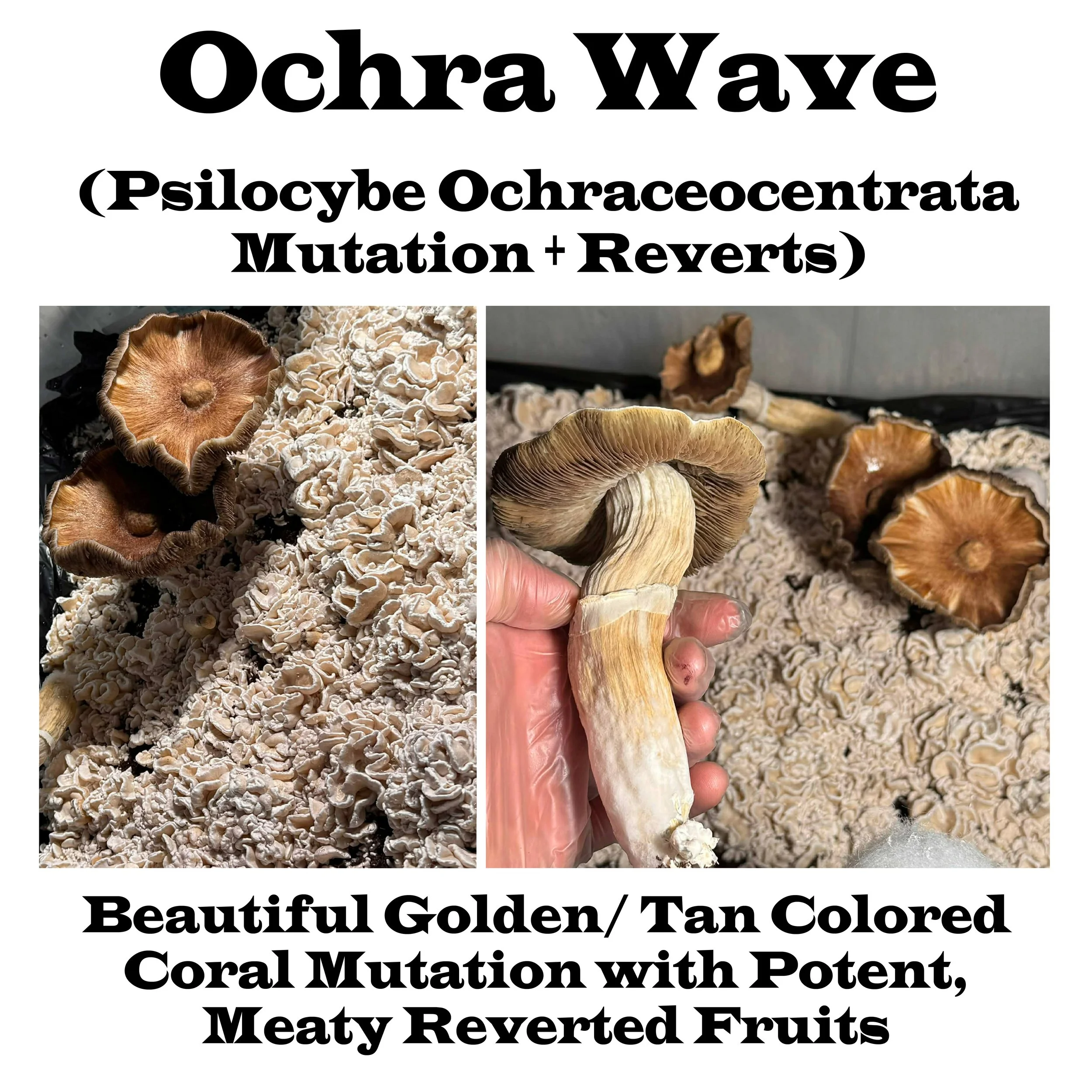 Ochra Wave Label Squared 2026.jpg