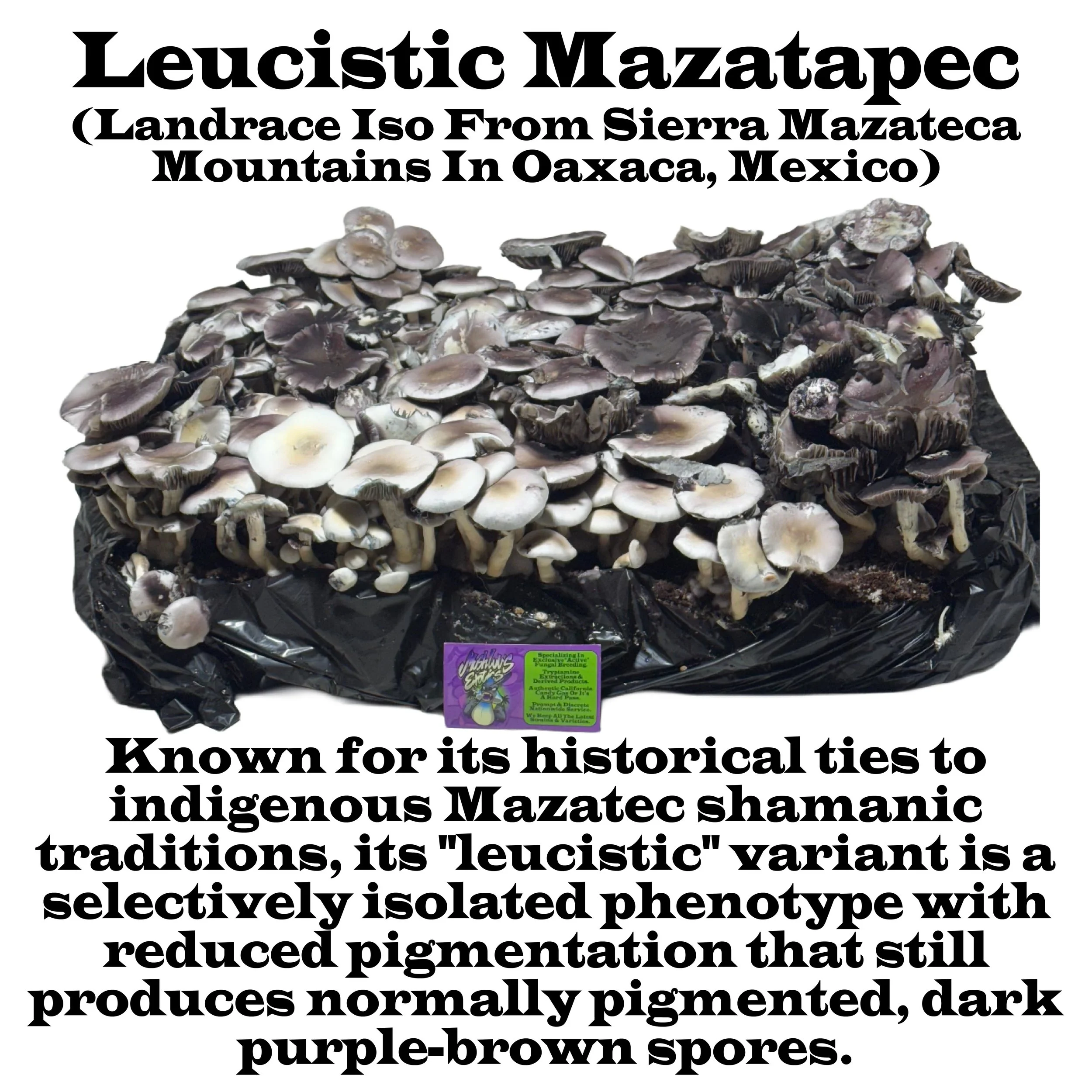 Leucistic Mazatapec Squared Label 2026.jpg