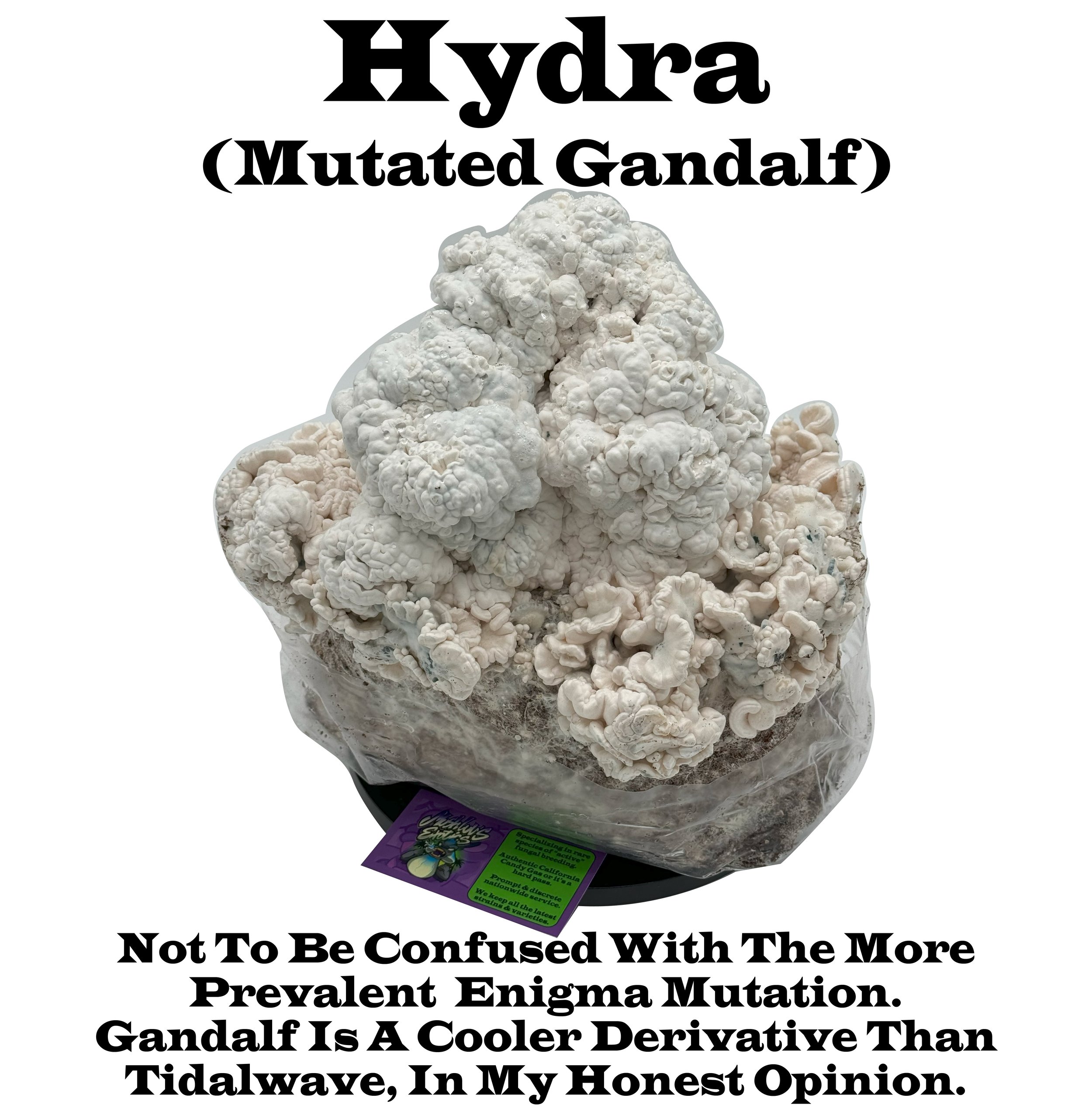 Hydra (Mutated Gandalf)