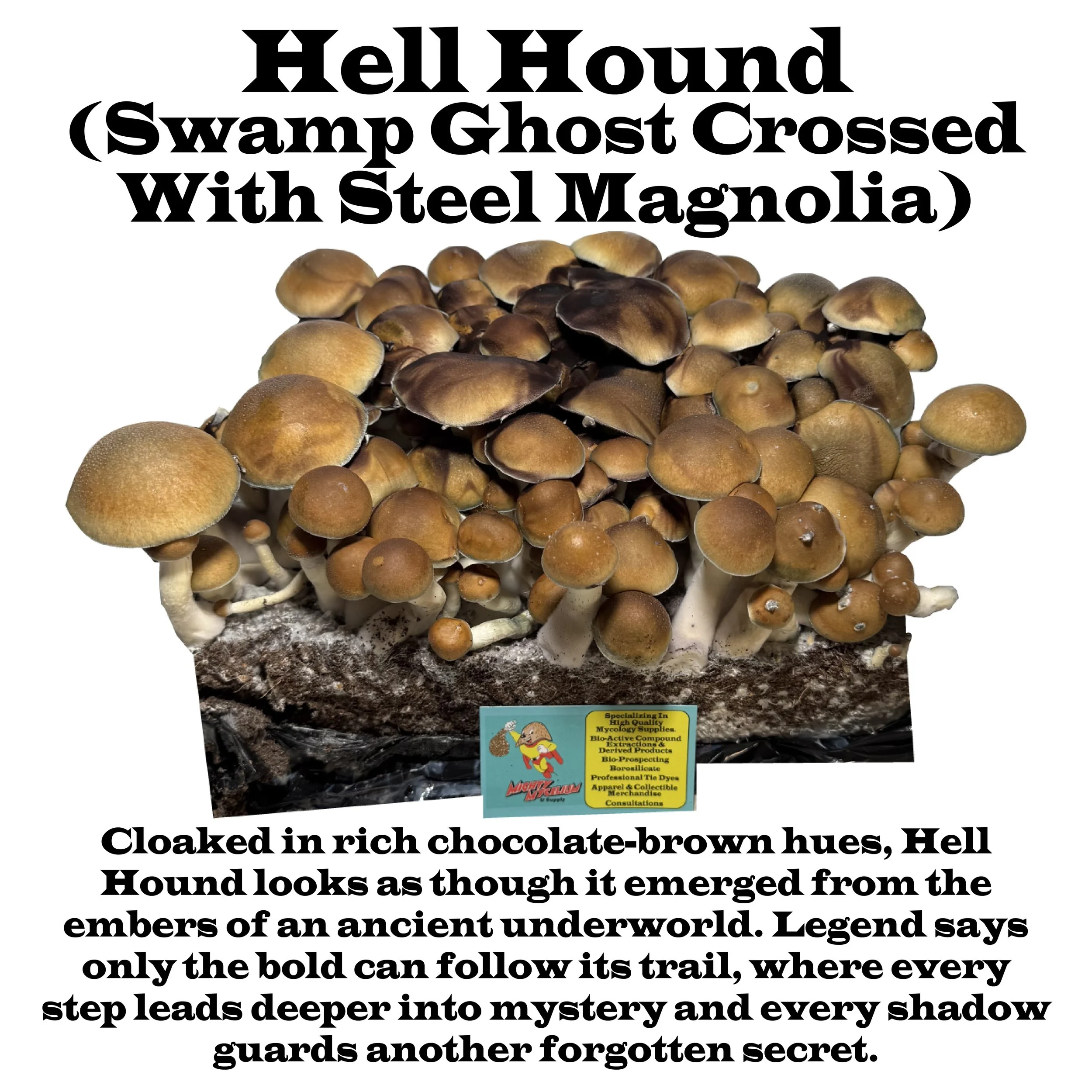 Hell Hound (Steel Mag X Leucistic Swamp Ghost)
