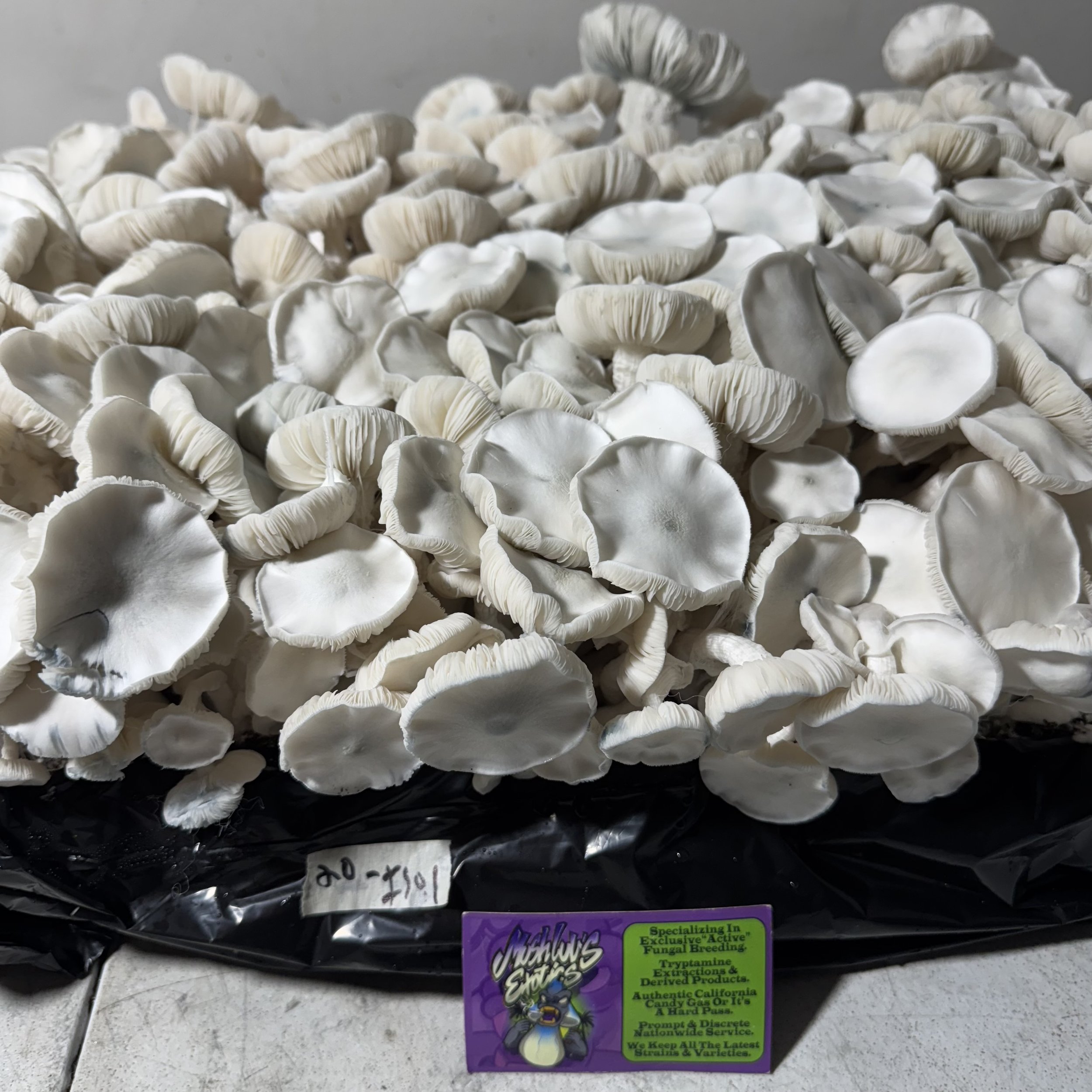 Photo May 18 2026, 2 23 12 AM.jpg