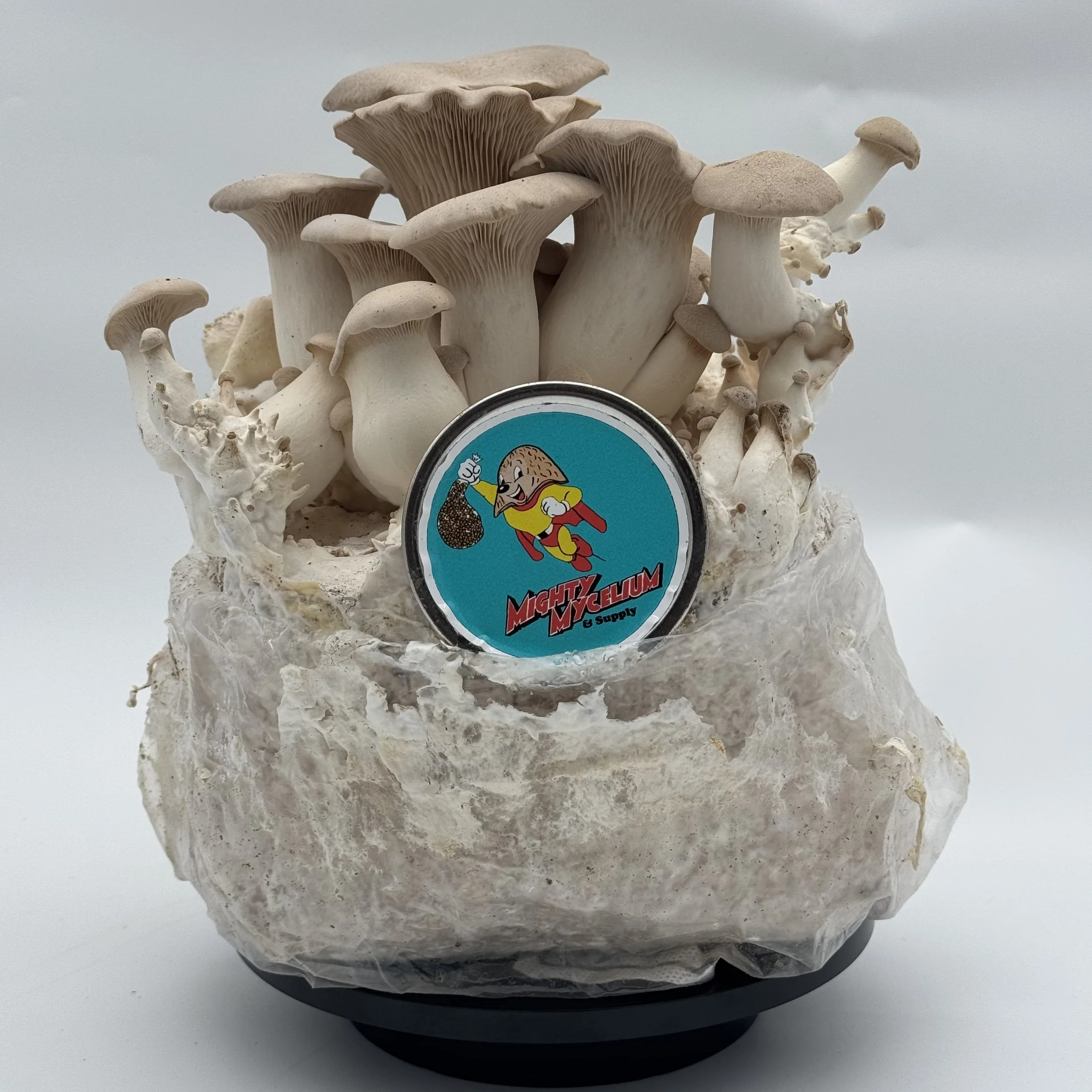 *Freeze Dried* King Oyster/ Trumpet (Pleurotus Eryngii) Fruitbodies