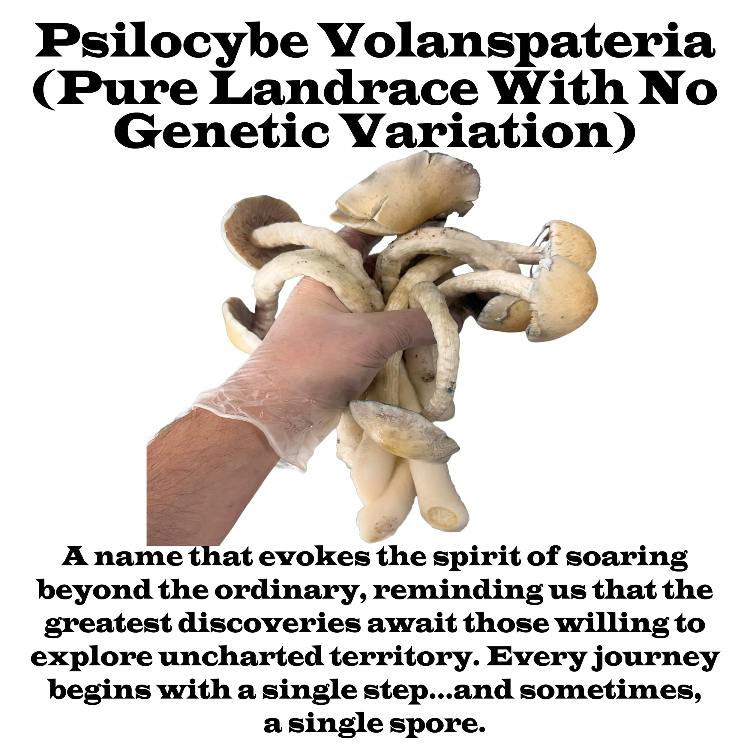 Psilocybe Volanspateria Label Squared 2026.jpg