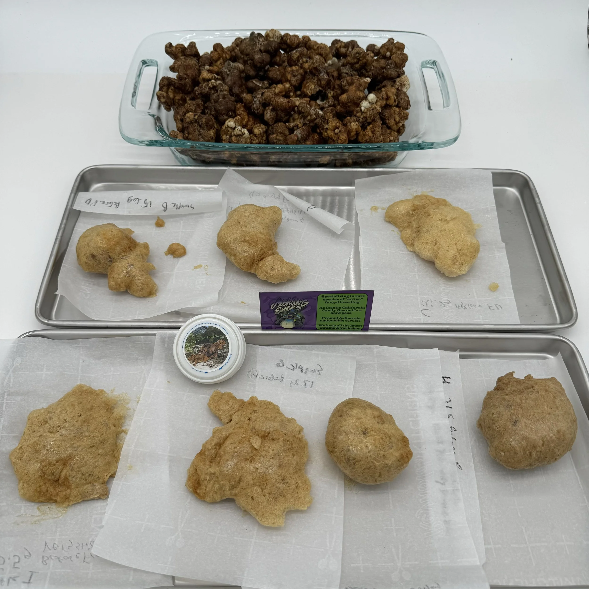 Magic Truffle Extract From P. Tamp ATL #7