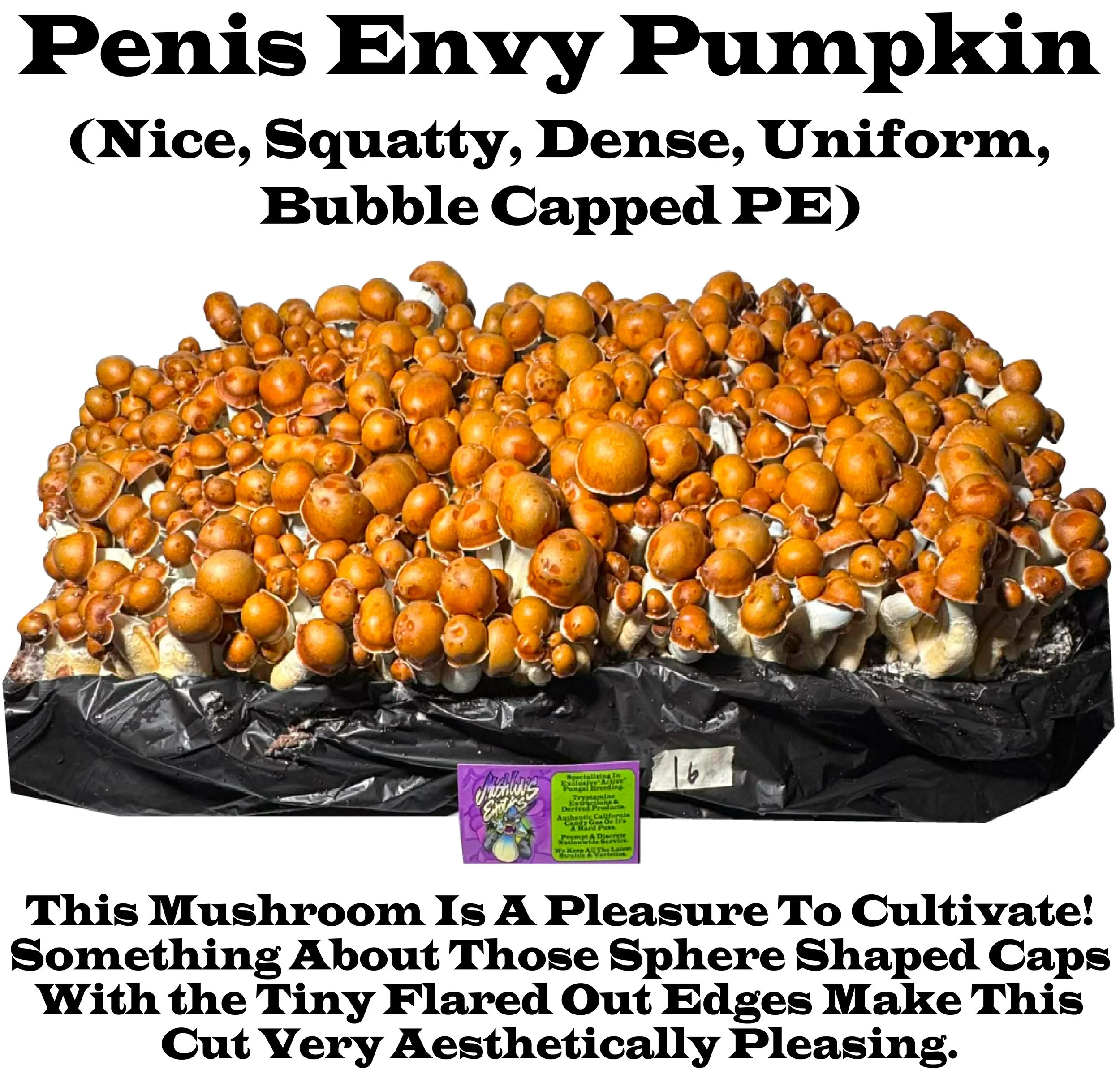 #16 Penis Envy Pumpkin