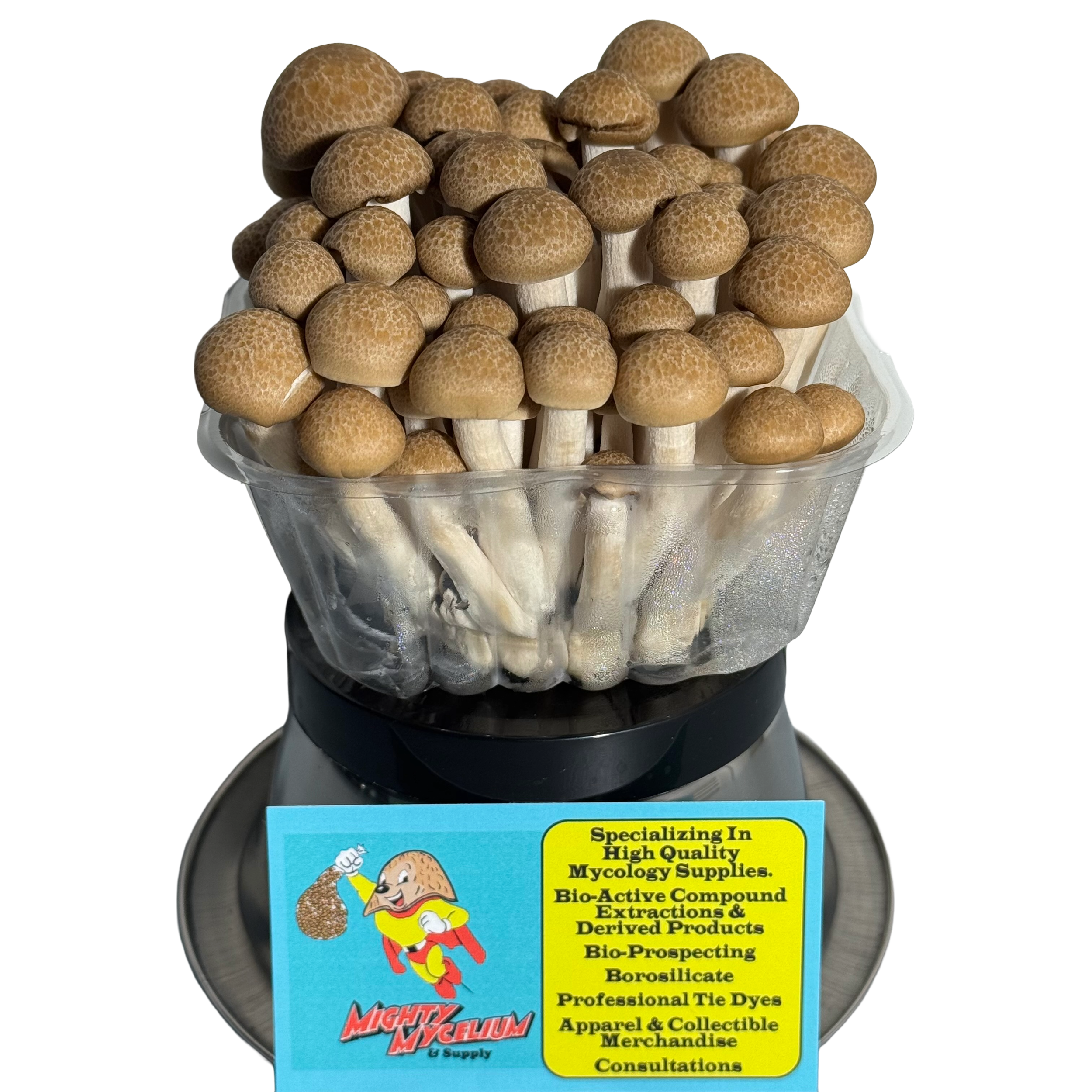 Beech Mushrooms (3 Varieties)  Heat Dehydrated Fruitbodies