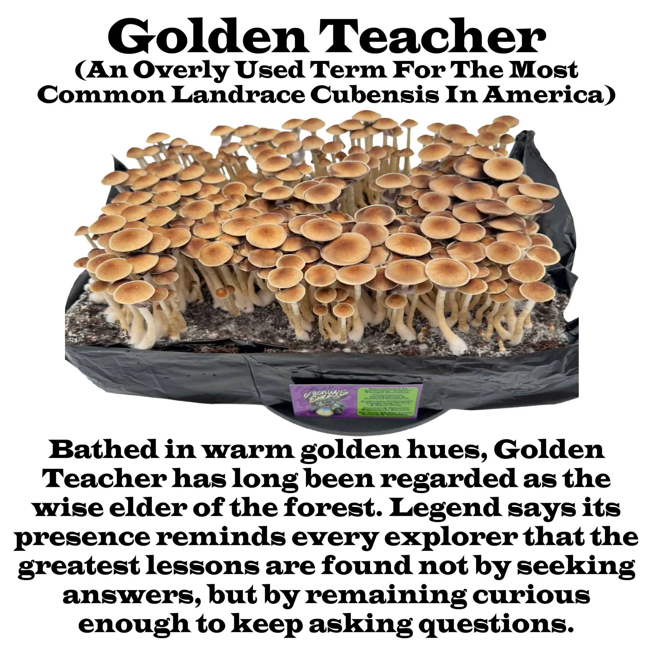 Golden Teacher Squared Label 2026.jpg