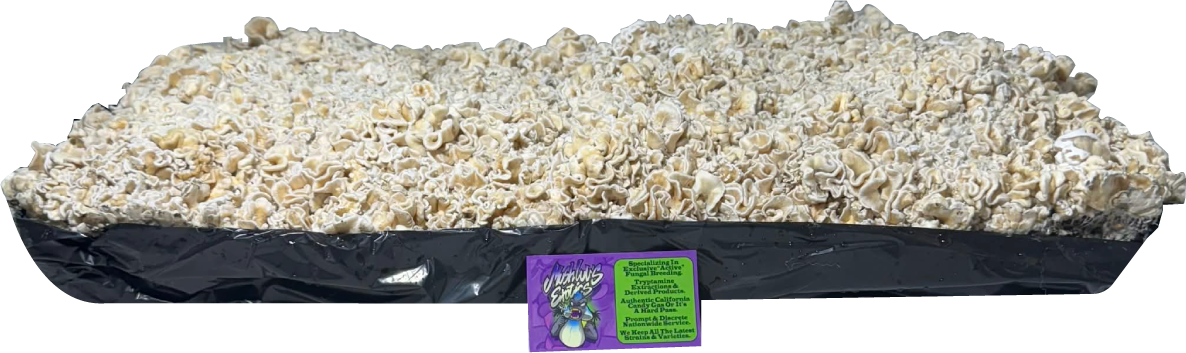 Chocolate Krinkle Brains