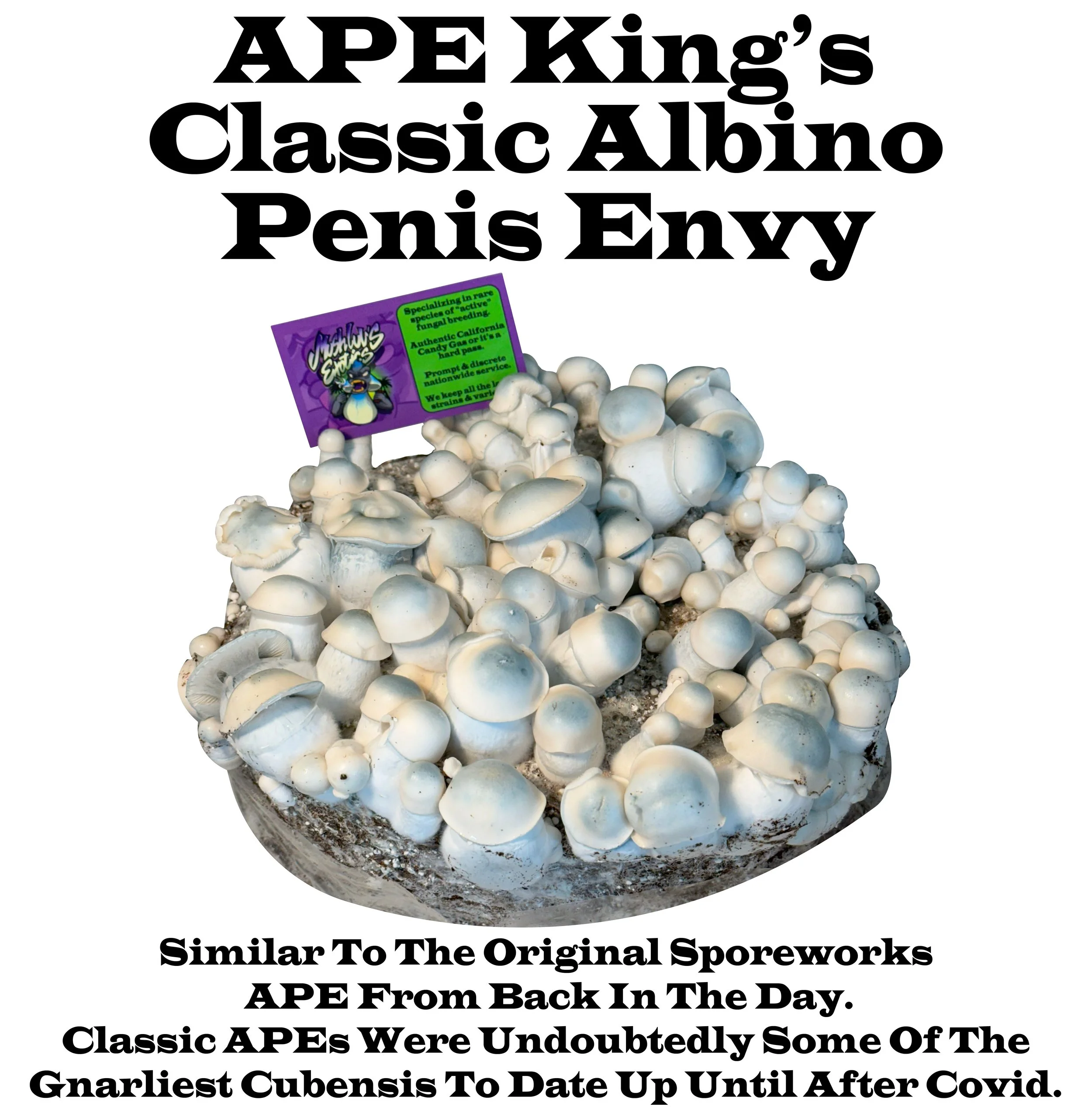 Ape King's Albino Penis Envy