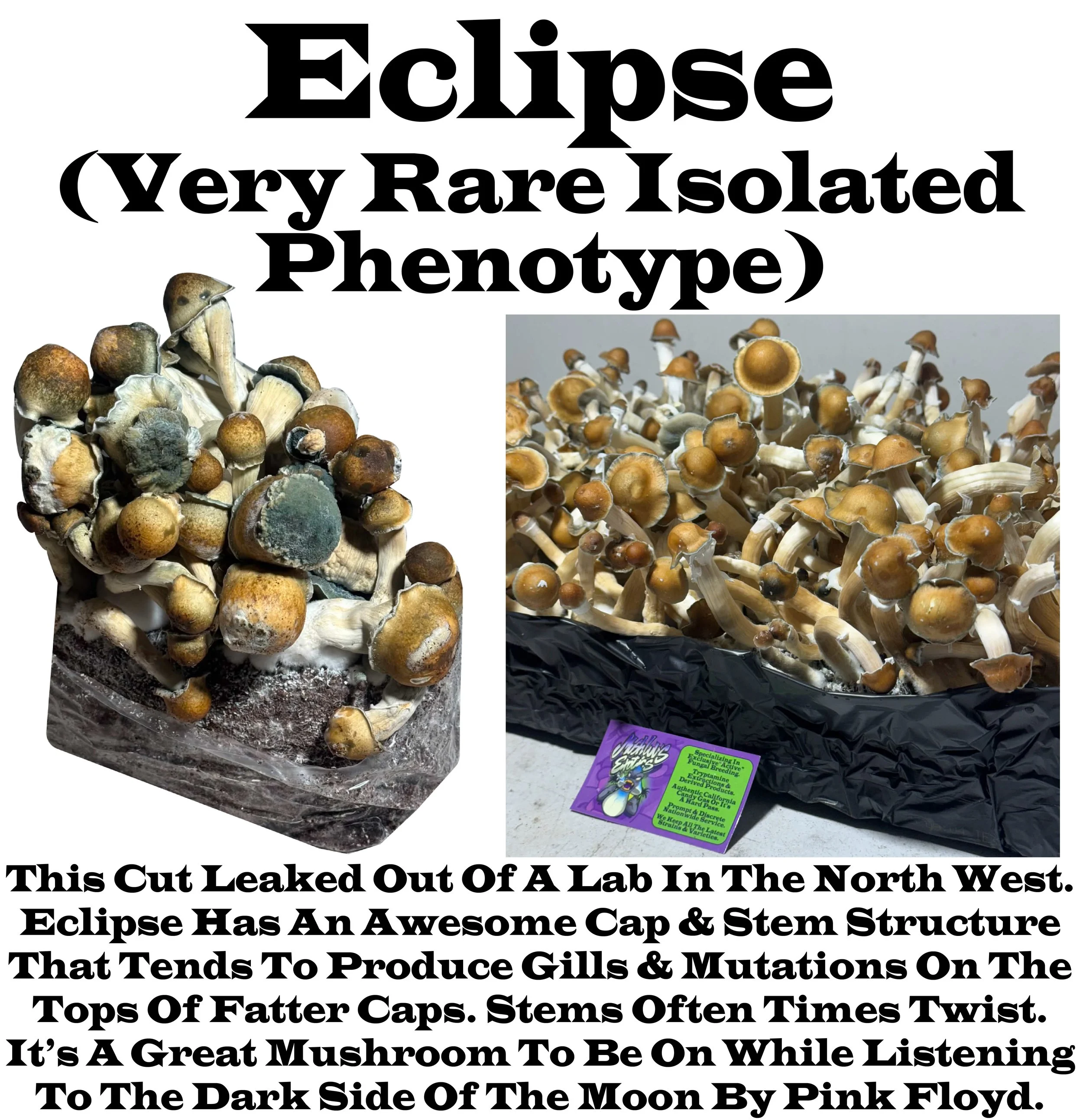 Eclipse
