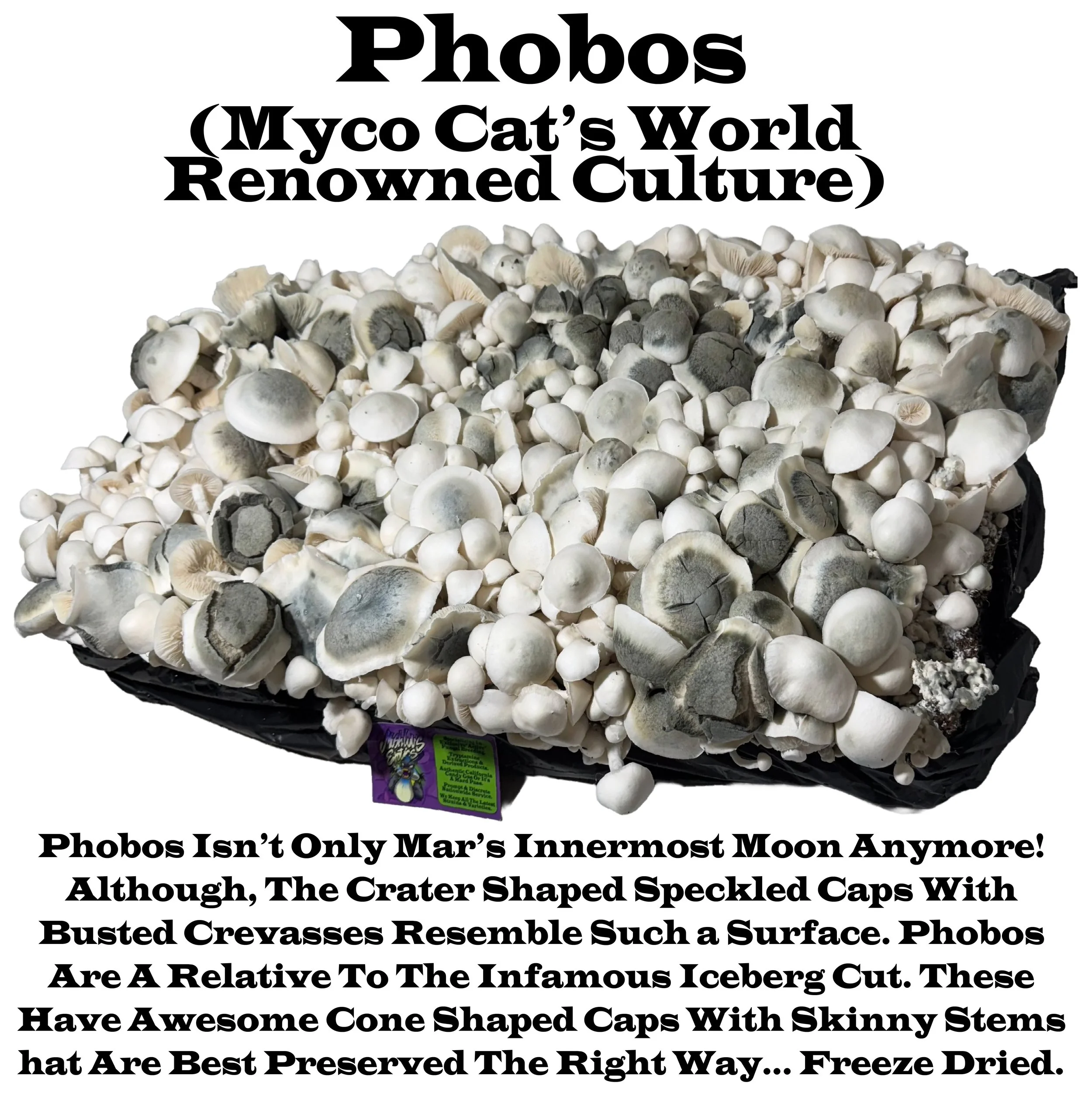 #19 Phobos