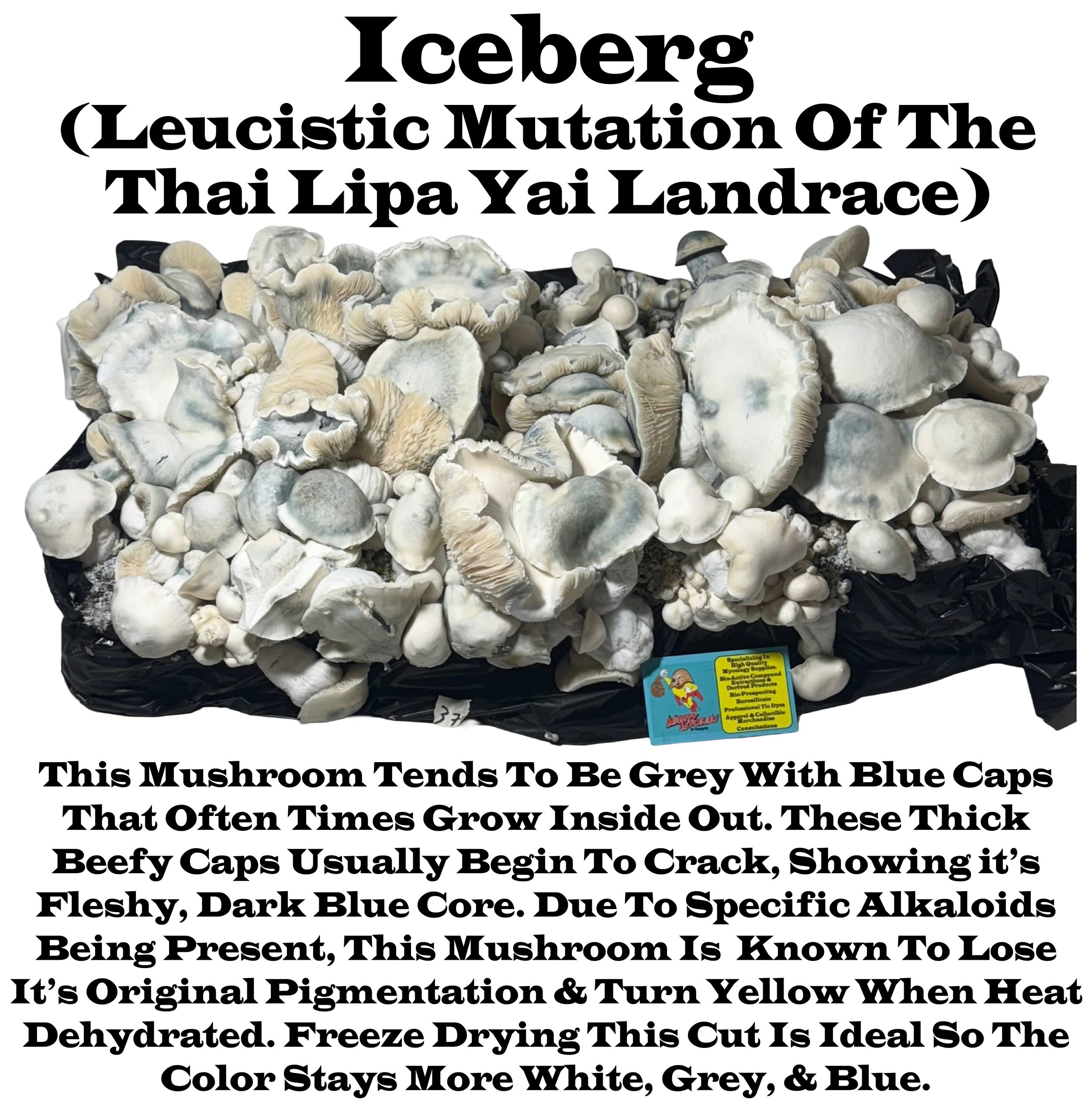 Iceberg Fruit Bag Label.jpg