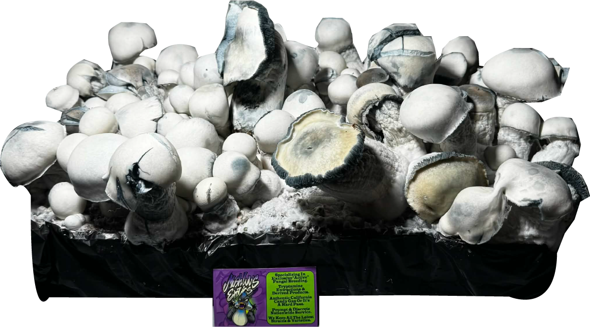 aldino chodewave png.png