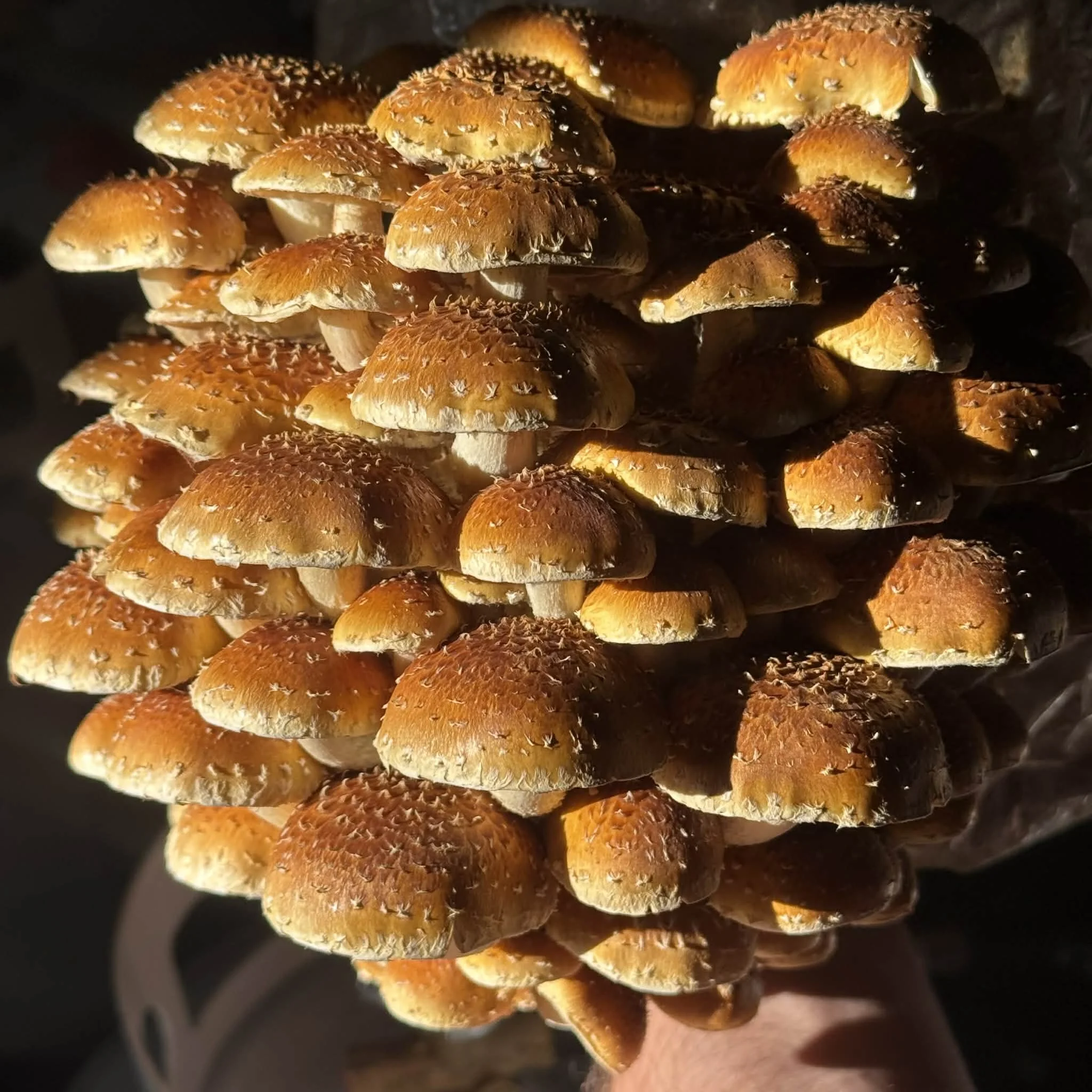 *Freeze Dried* Chestnut Mushrooms Whole Fruitbodies
