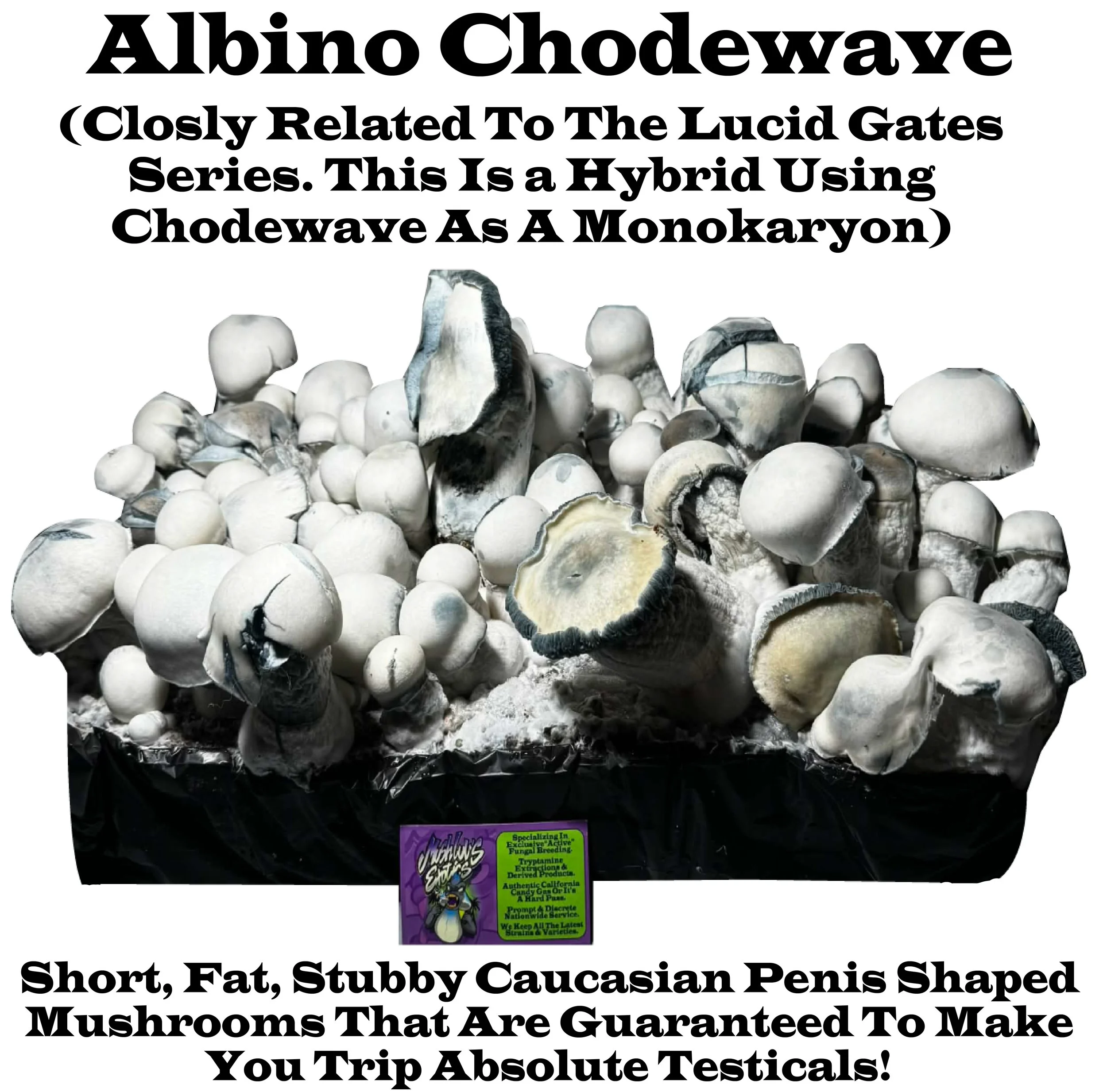 #22 Albino Chodewave