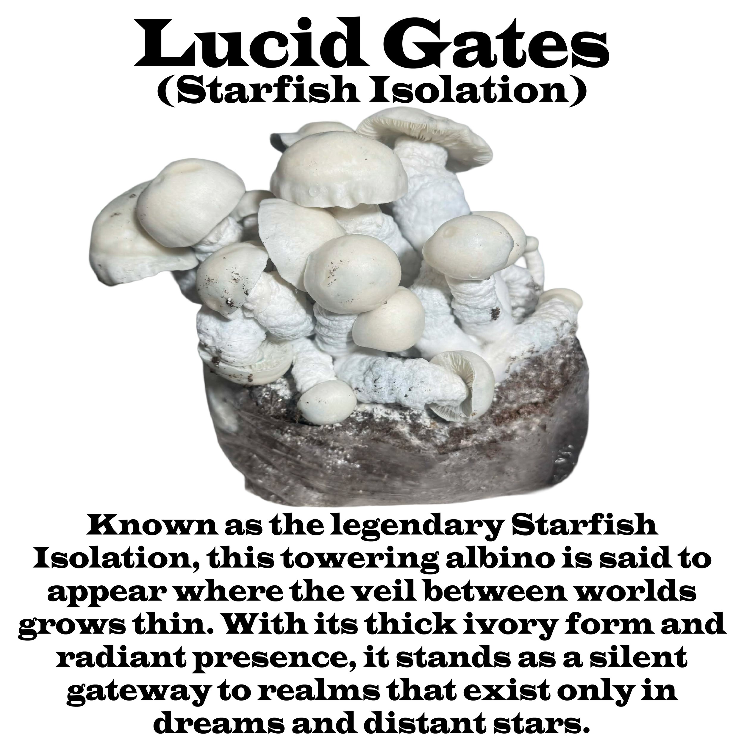 Lucid Gates Label Squared 2026.jpg
