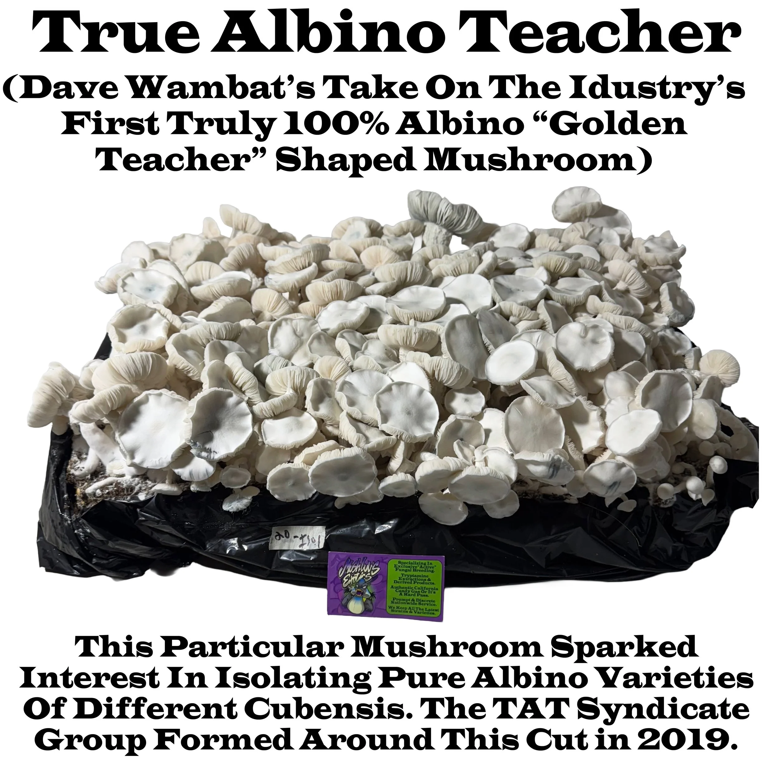 Wambats True Albino Teachers