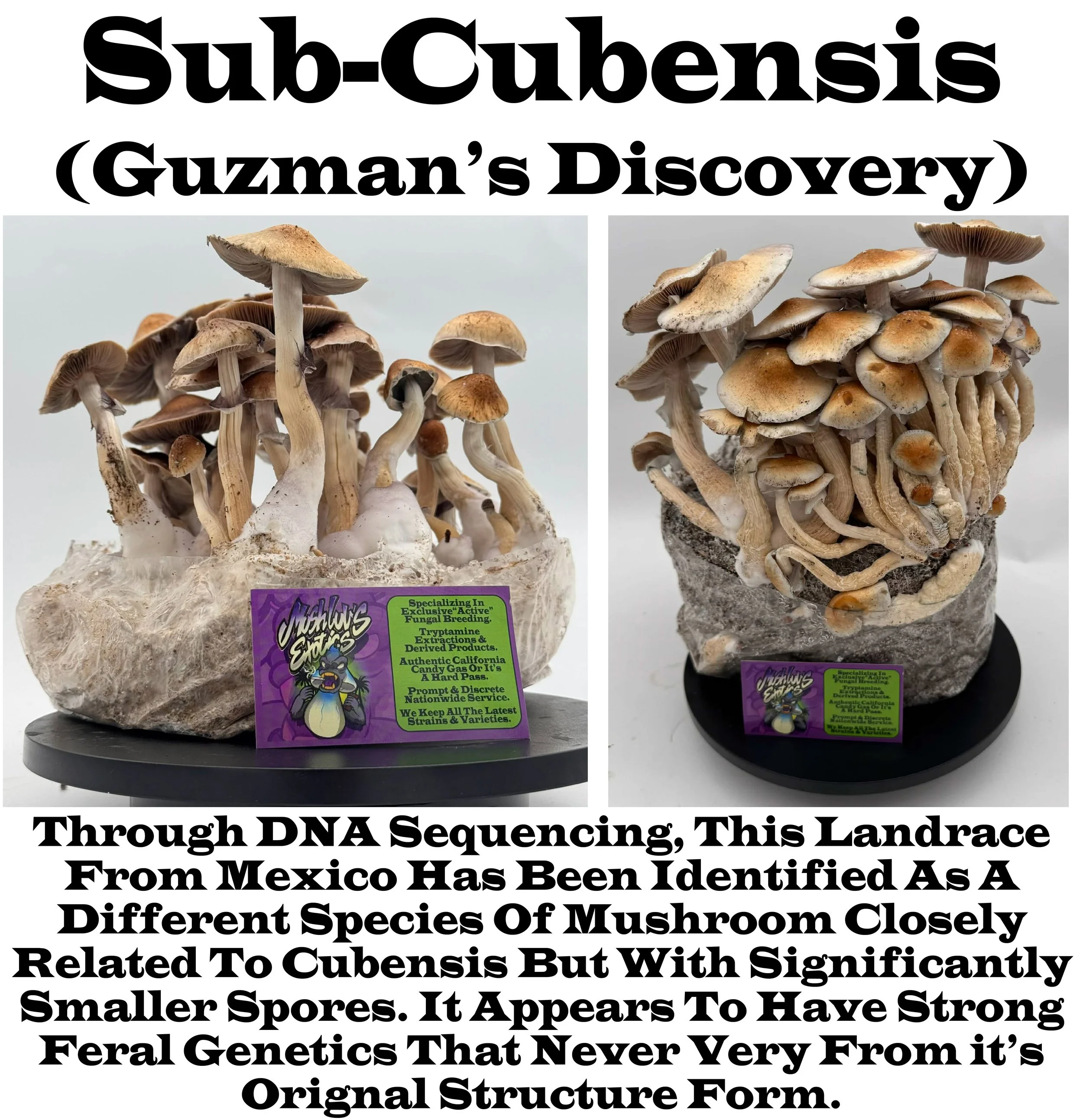 Guzman's Sub-Cubensis