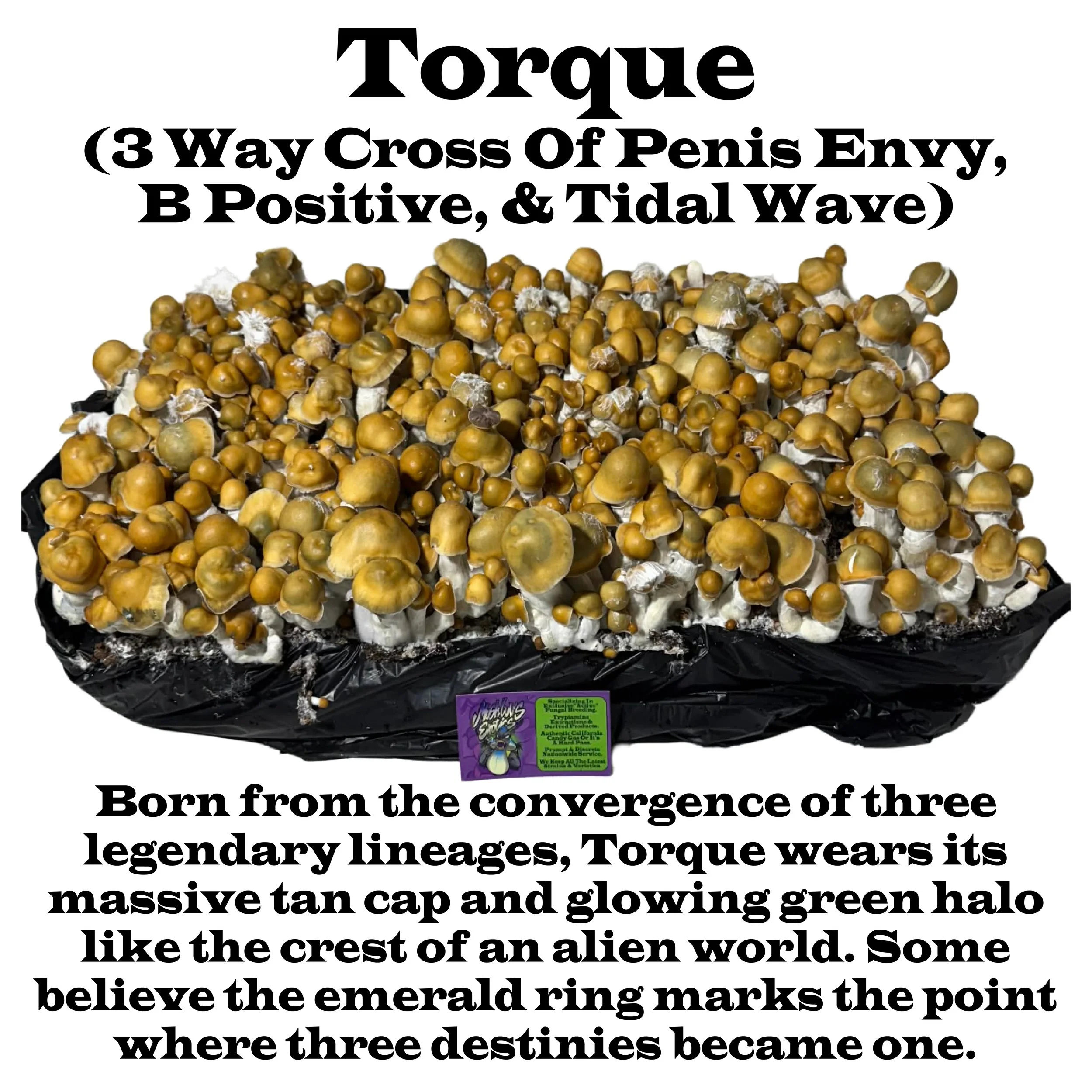 Torque F4