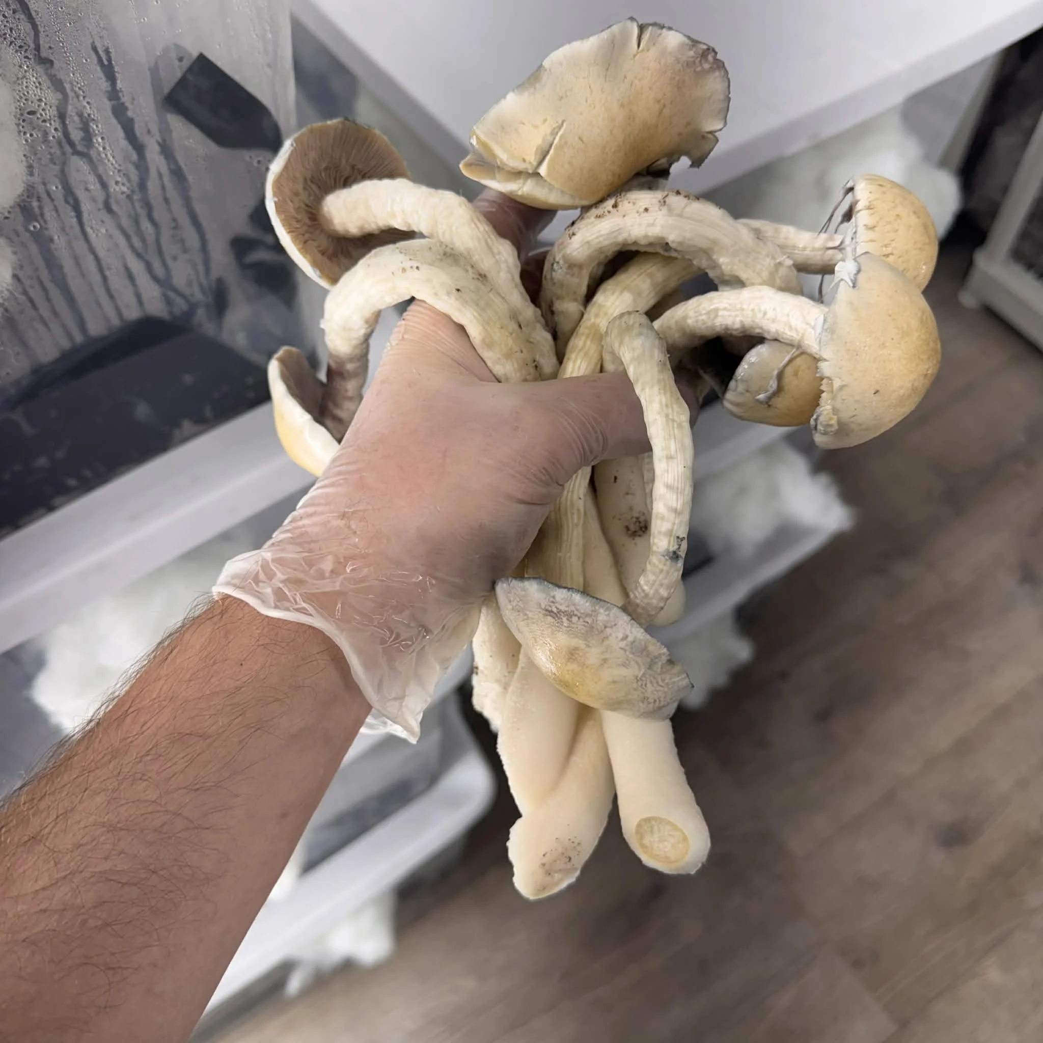 Psilocybe Volanspateria