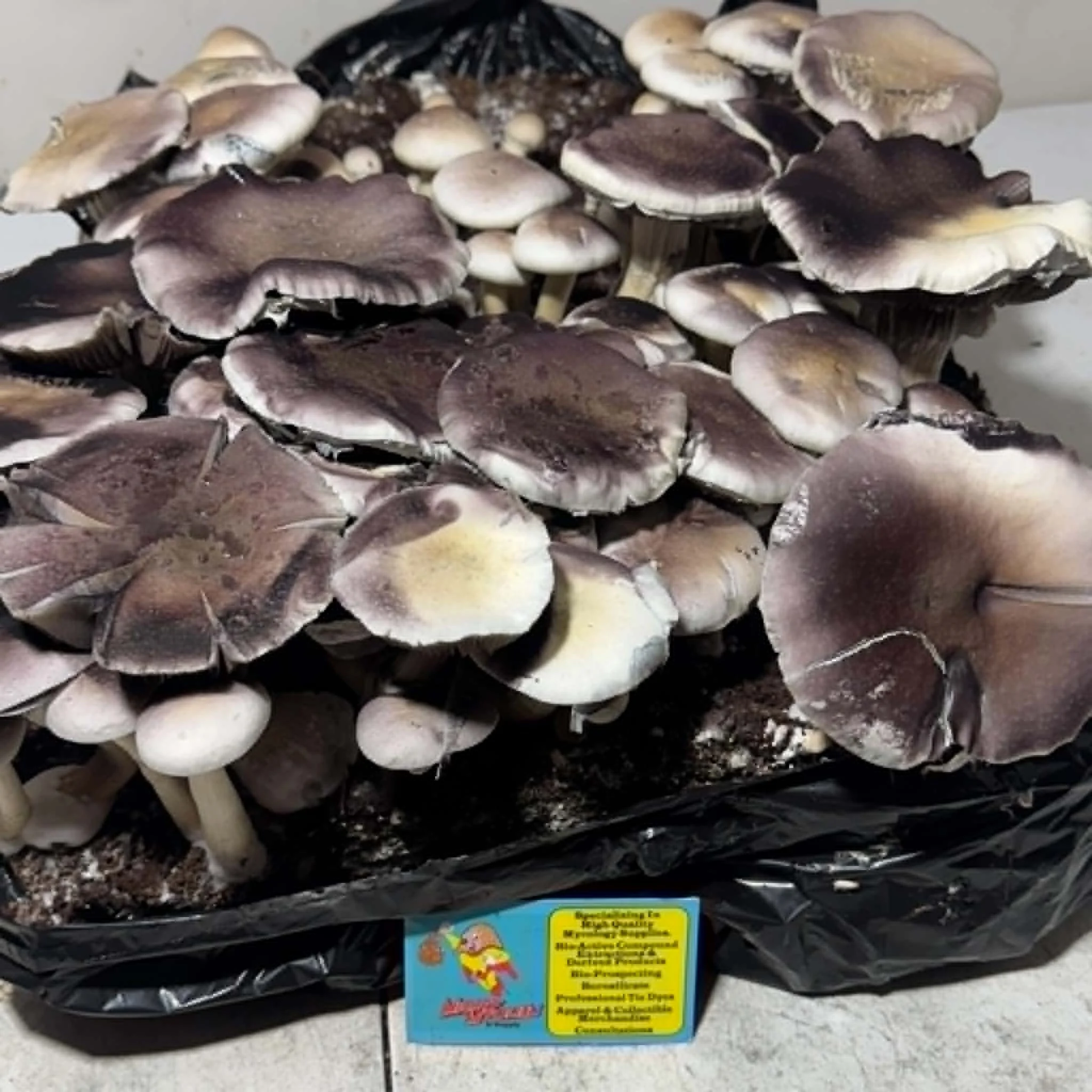 Leucistic Mazatapec