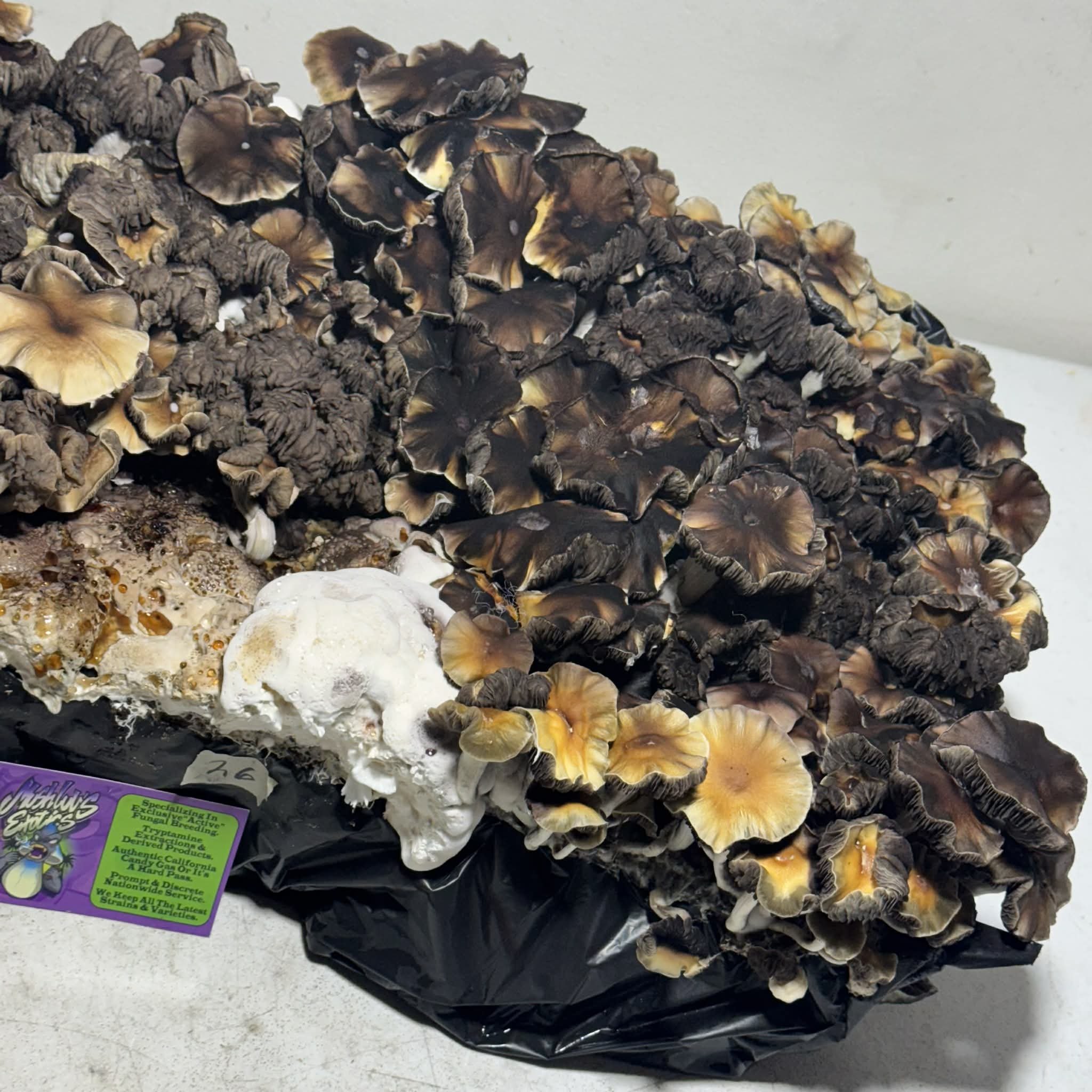 1b7865f2-0e3b-40bc-ac49-3b0ee24ad12a.jfif