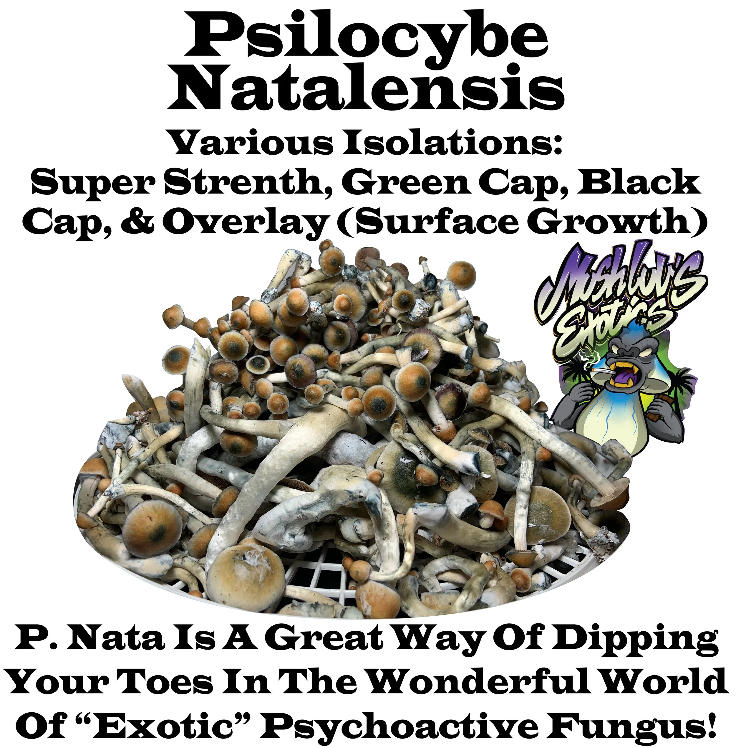 Psilocybe Natalensis "Super Strength" (P. Ochraceocentrata)