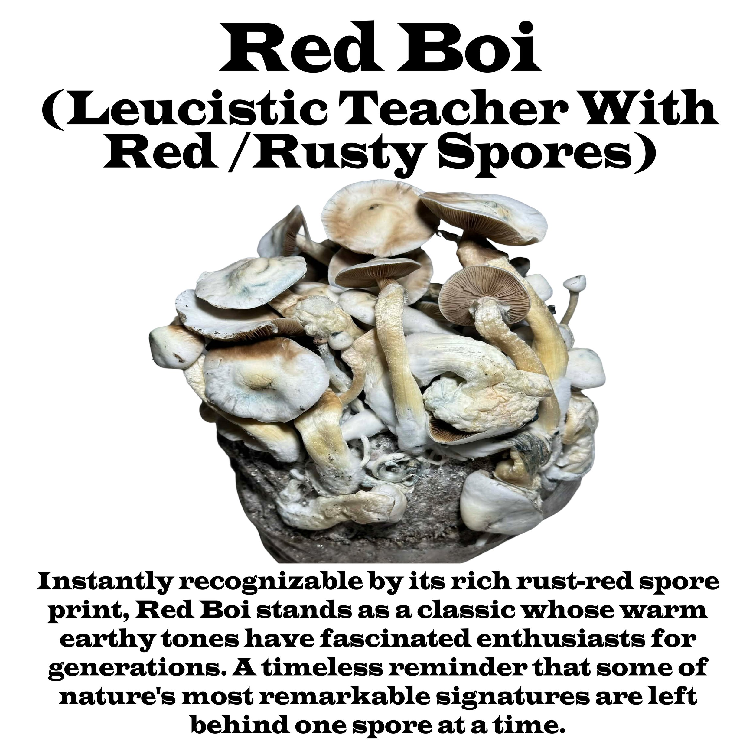 Red Boi Label Squared 2026.jpg