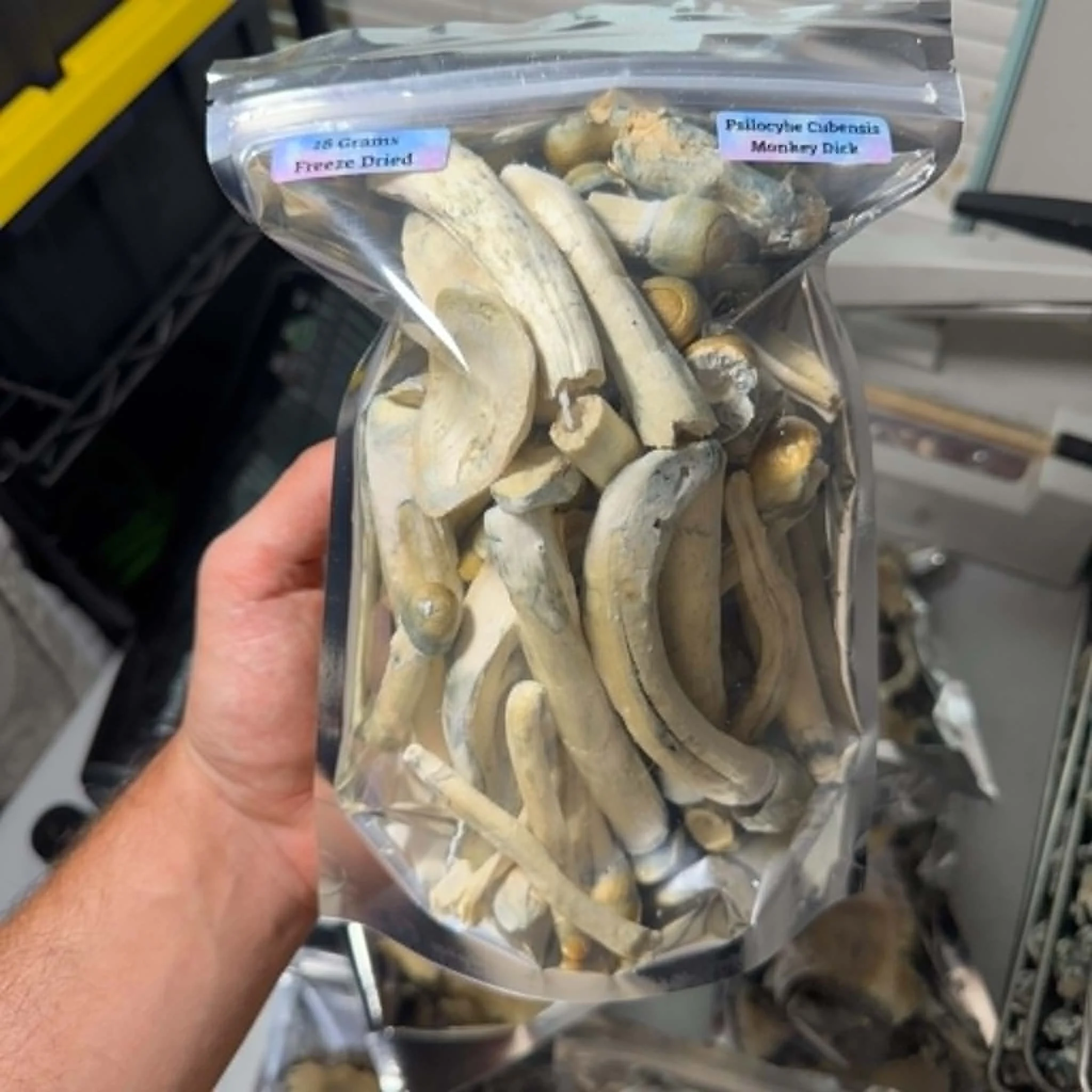 Monkey Dick