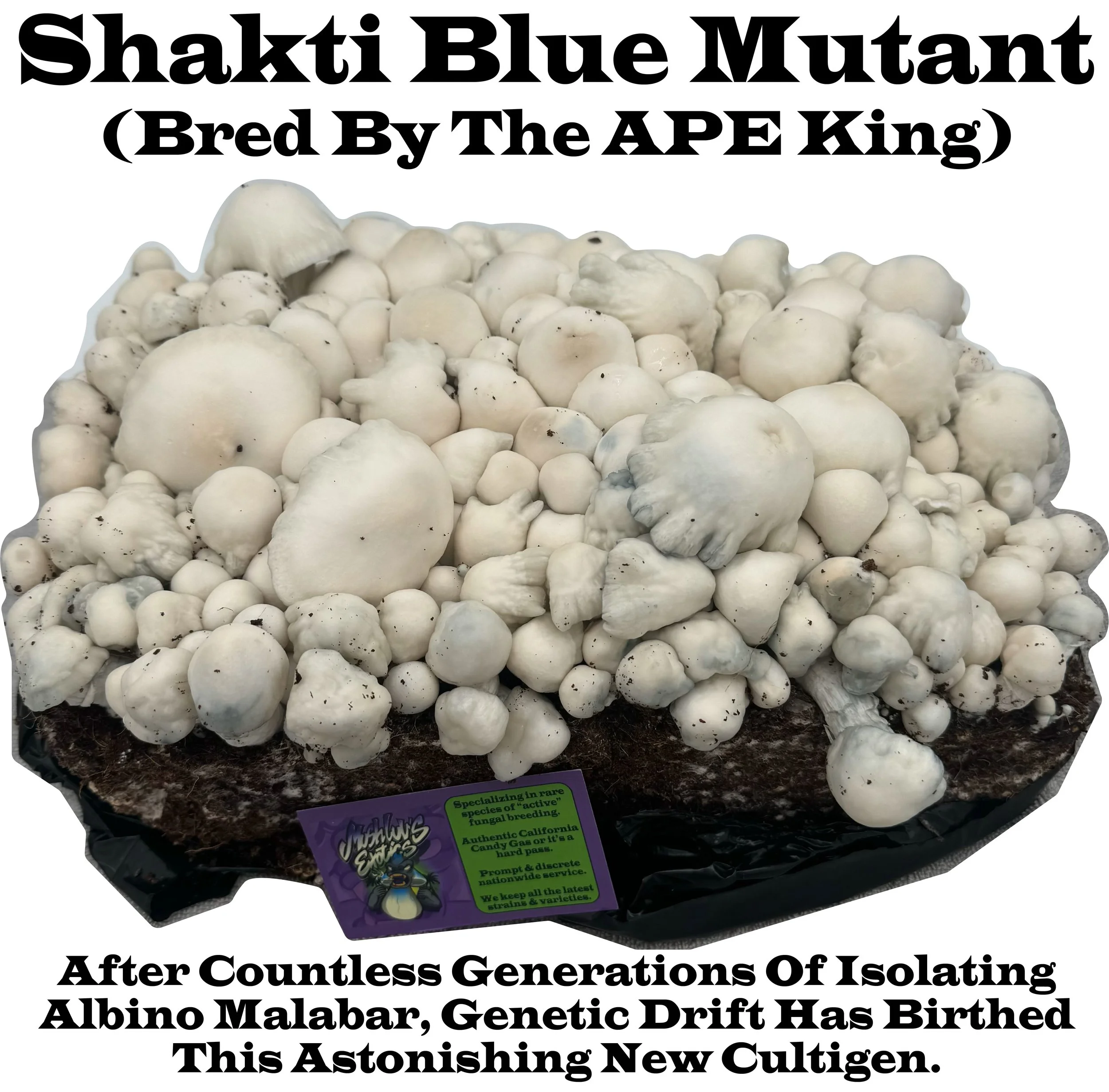 Shakti Blue Mutant