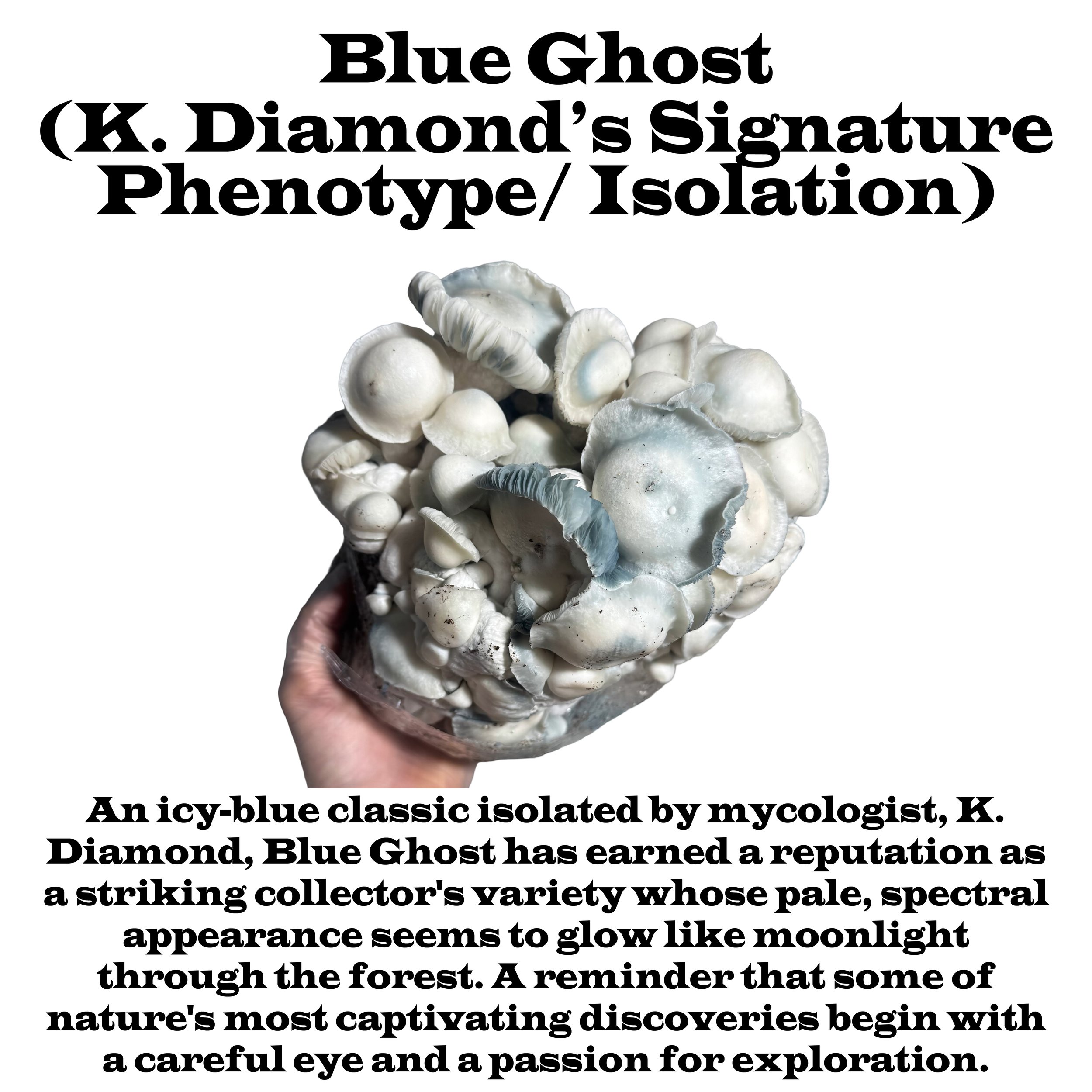 K. Diamond's Blue Ghost Label Squared 2026.jpg