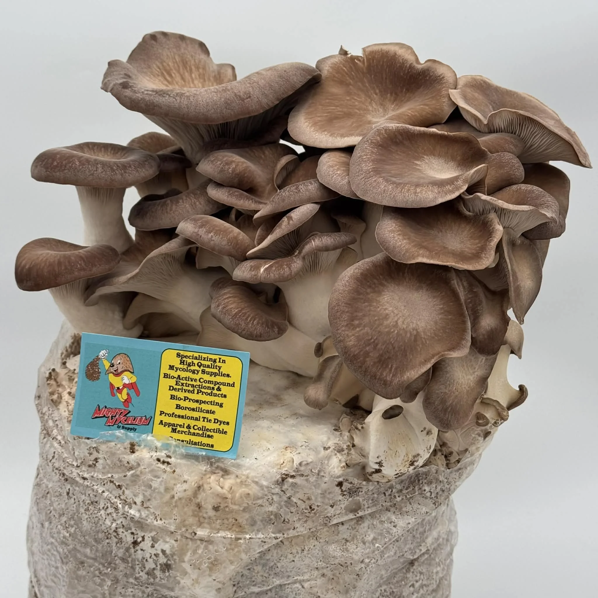 *Freeze Dried* Black Pearl (Pleurotus Ostreatus × Eryngii) Fruitbodies