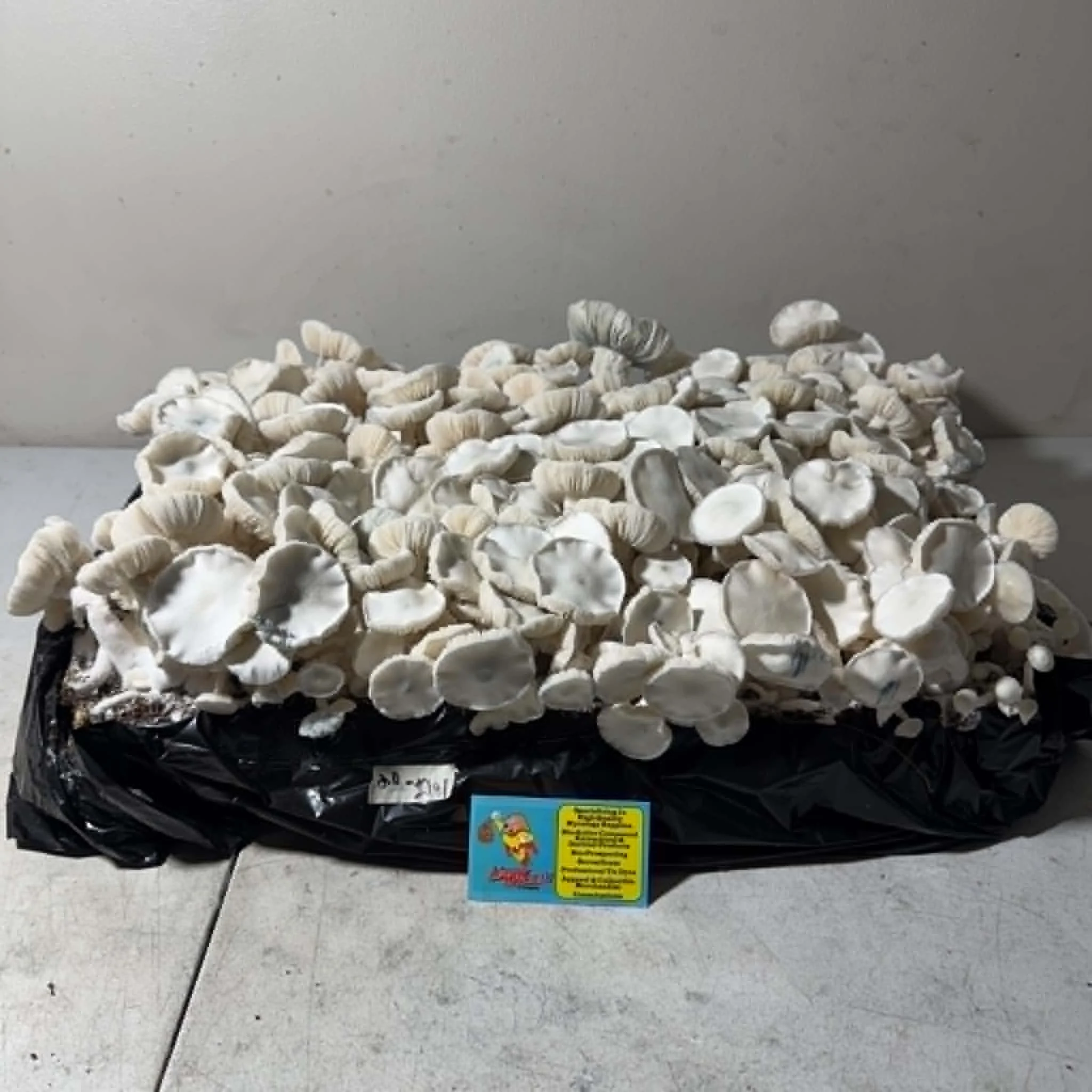 62775314-3e0d-4cf8-adf4-ae0d19887031.jfif
