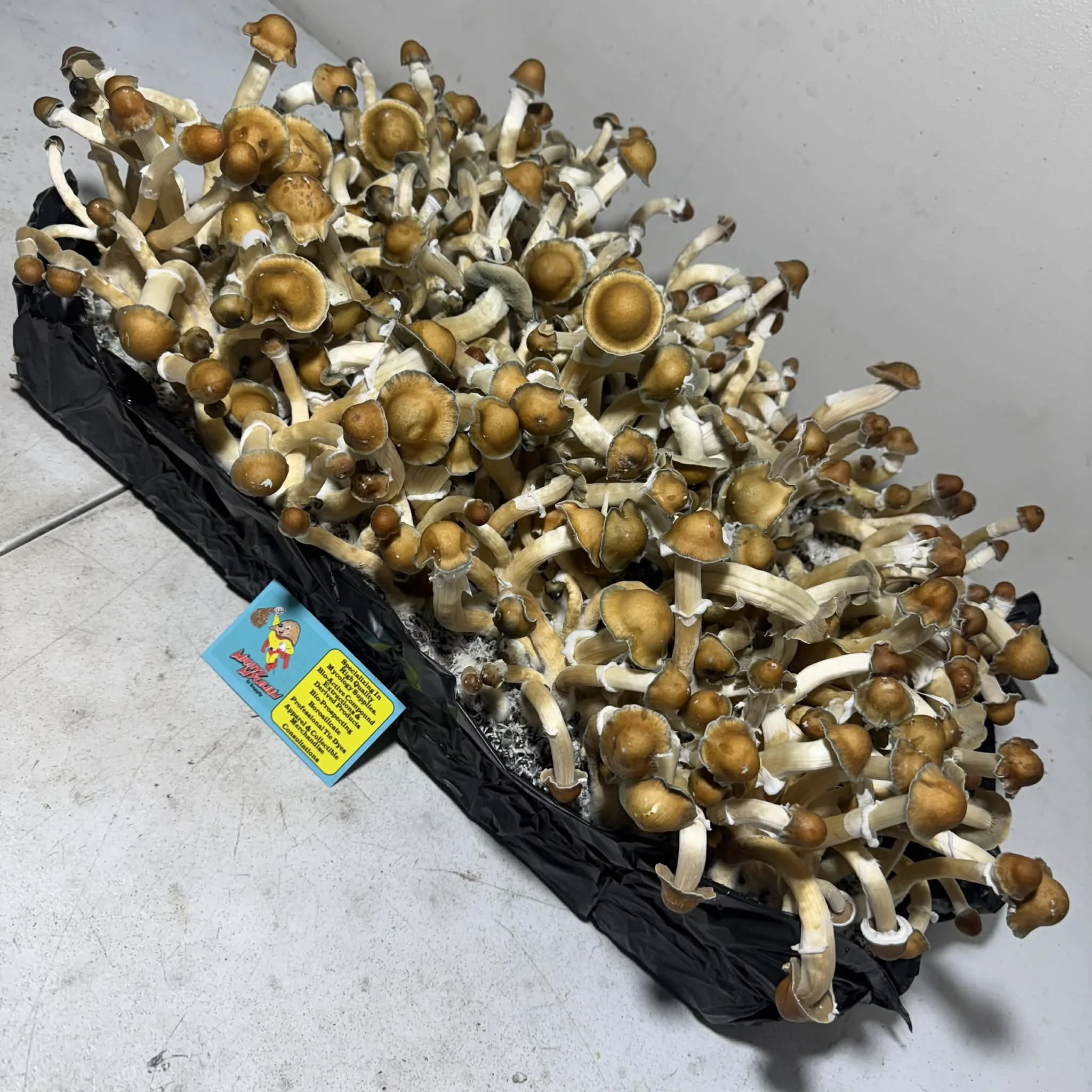 a2c7e728-d5e7-4510-85c2-ce9711079f0d.jfif