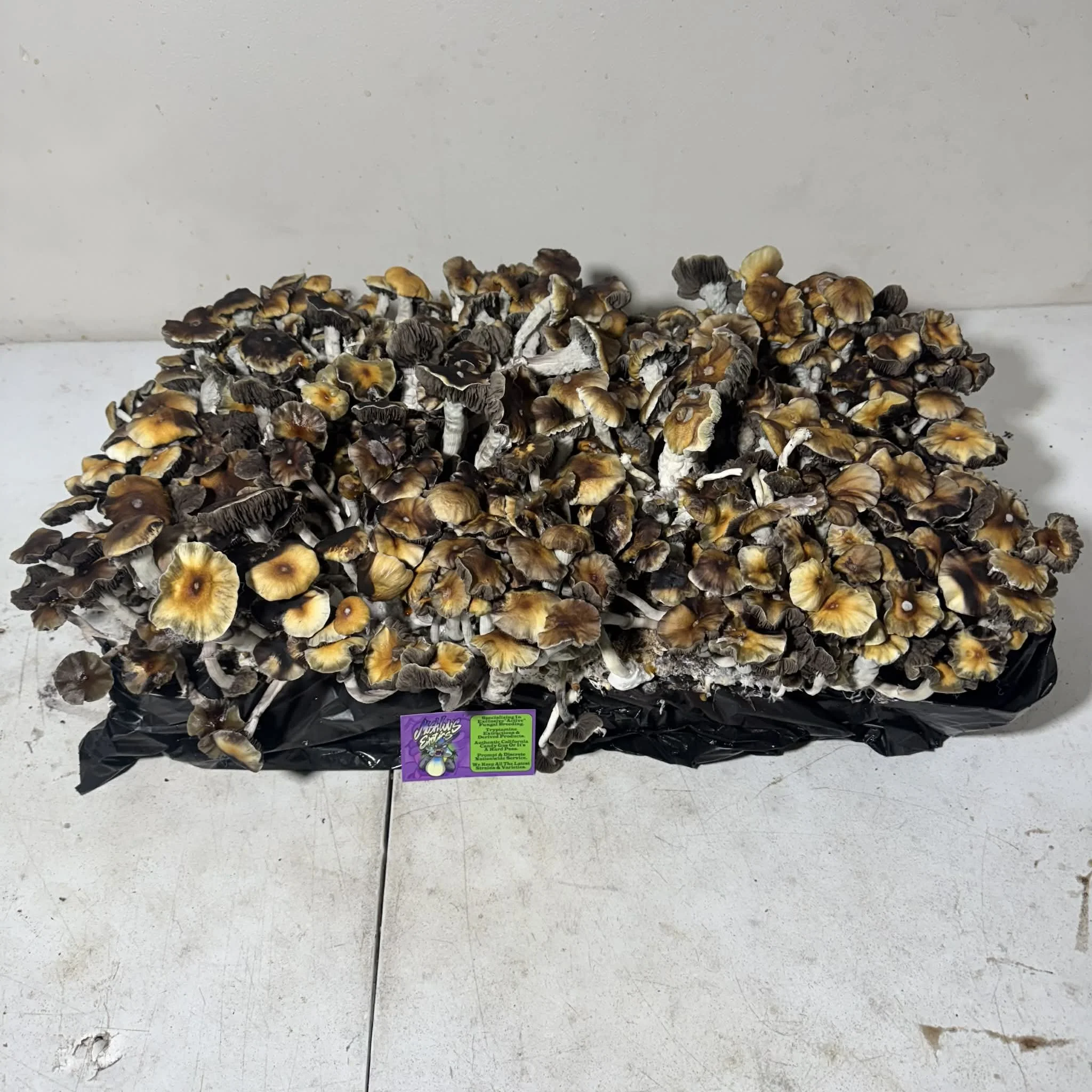 d85b7003-bcc8-4de3-abd0-1ae3ebc6dc4d.jfif