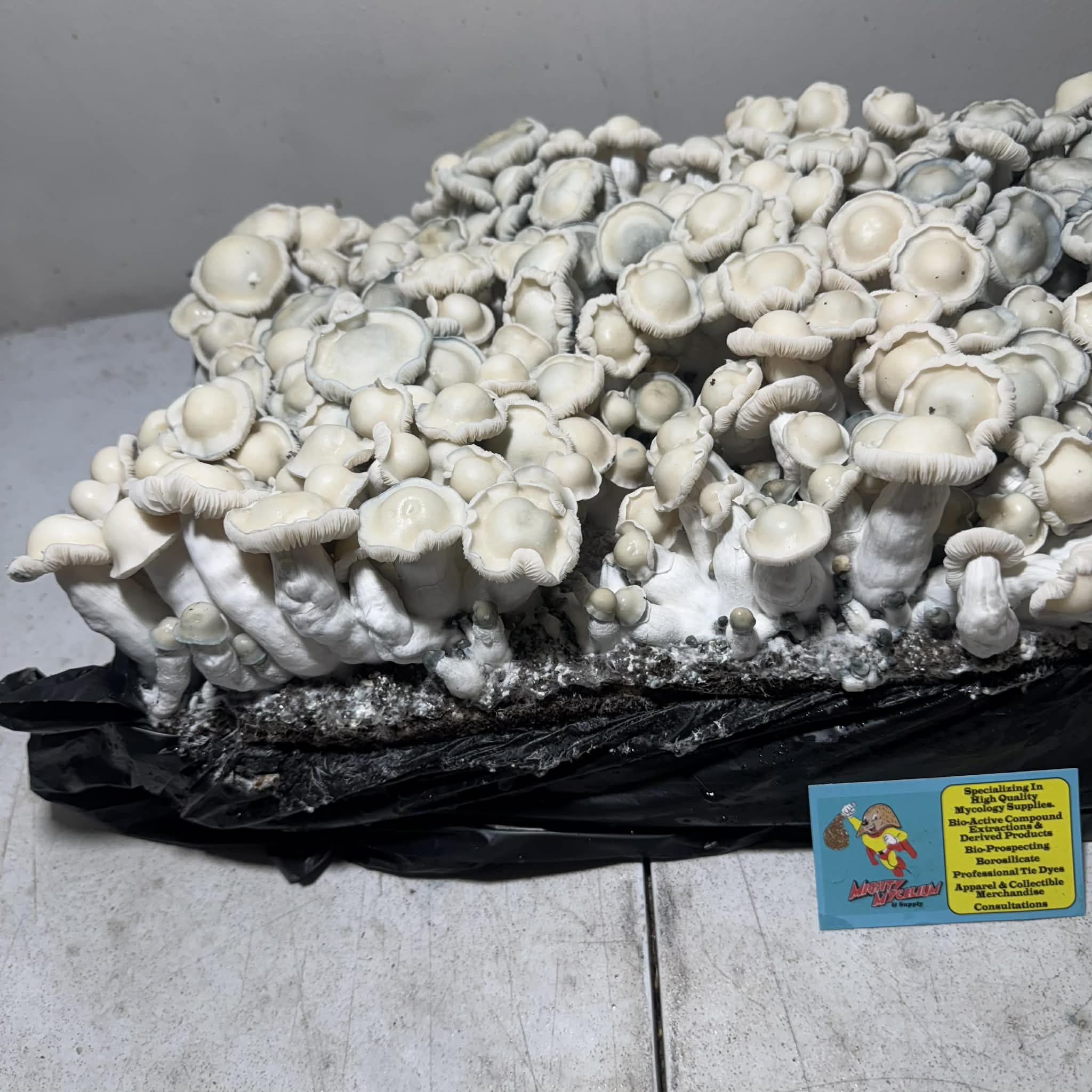 3ae8cfdd-42ce-4c32-bb07-5051ada4b49b.jfif