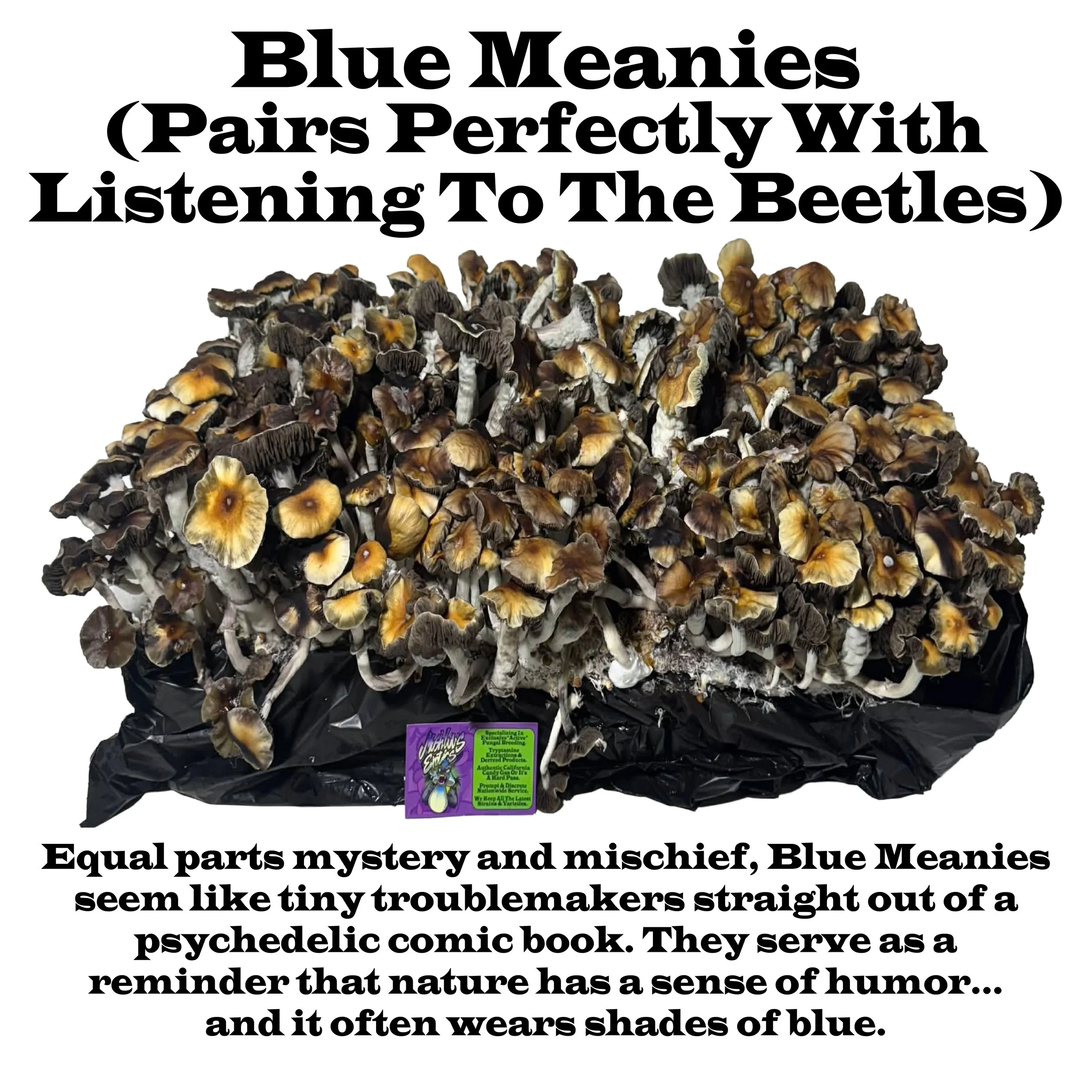 Blue Meanies Label Squared 2026.jpg