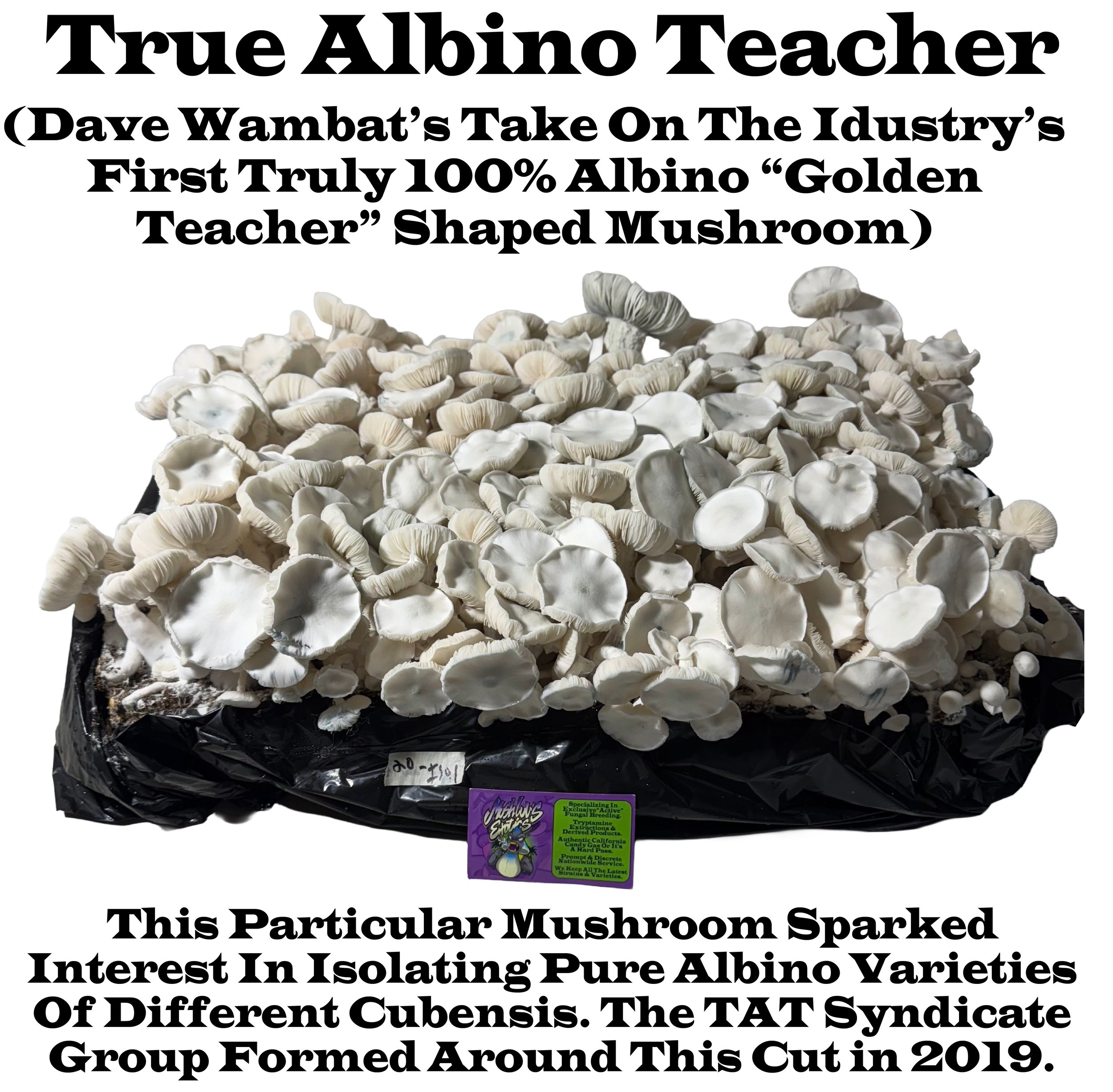 True Albino Teacher Bag Label.jpg