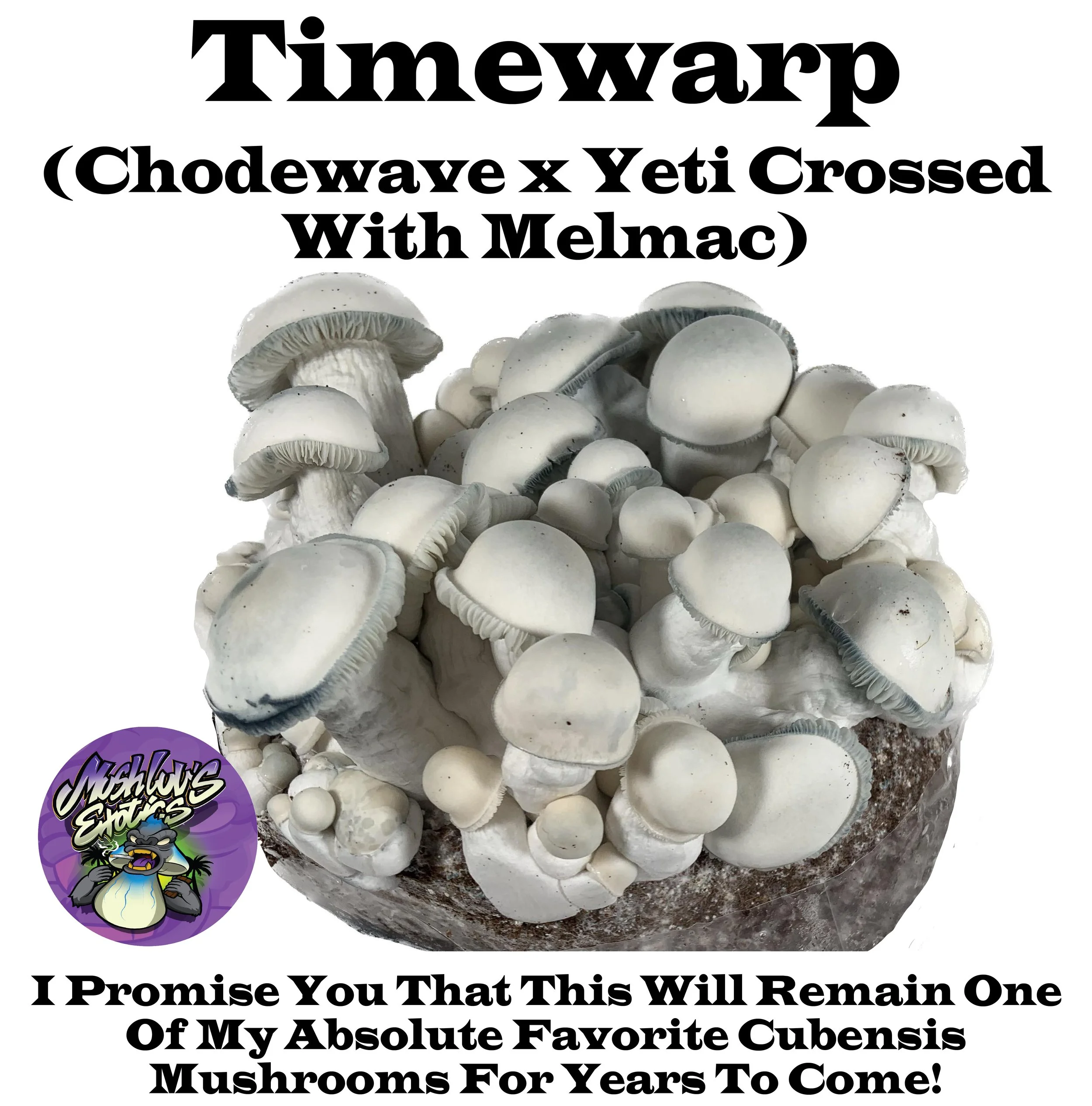 Timewarp (SV-10 X Miss Mush's Thrasher) (Pheno #10 Chodewave X Yeti)