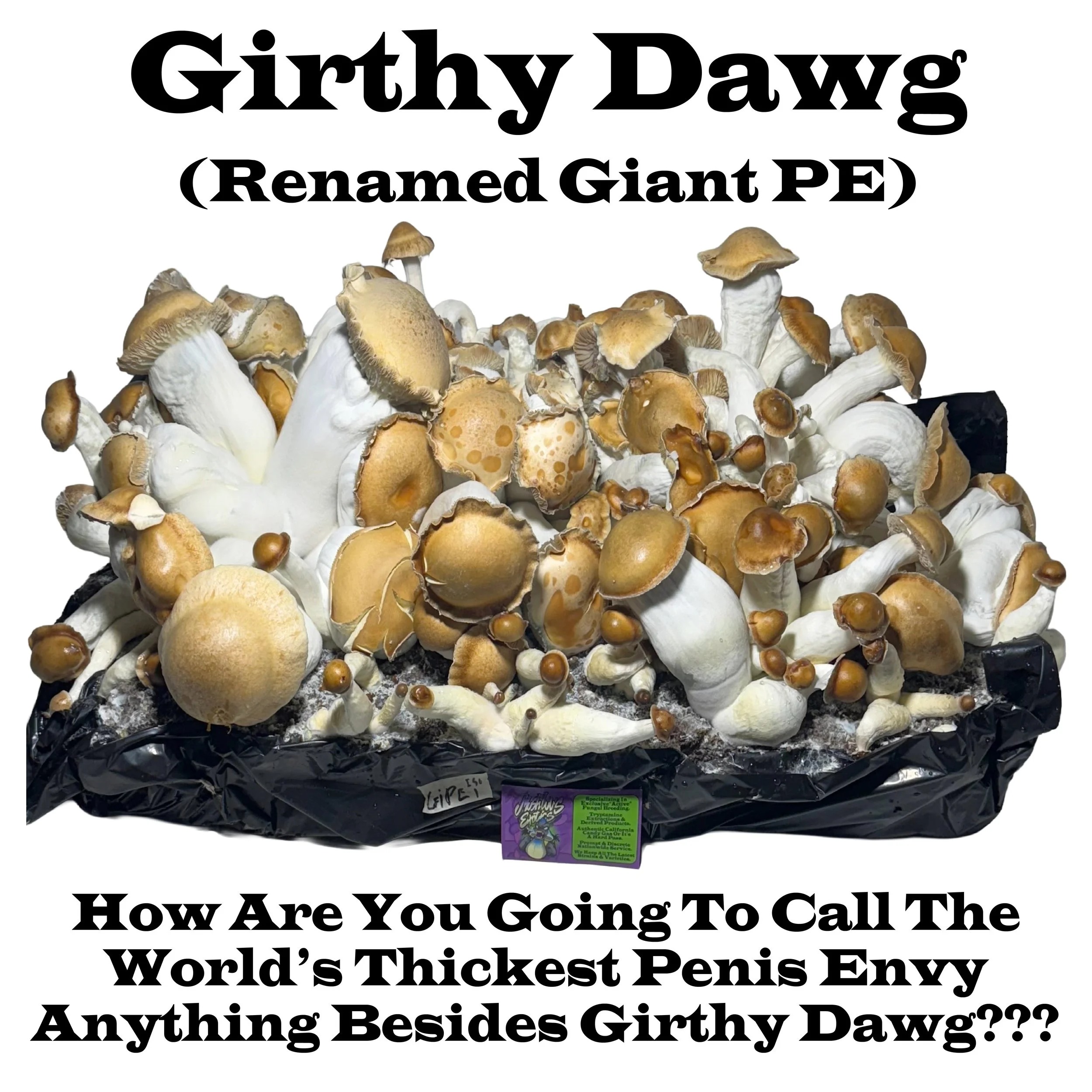 Girthy Dawg (Renamed Giant Penis Envy)